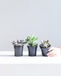 Assorted Succulents - 4 inch pot