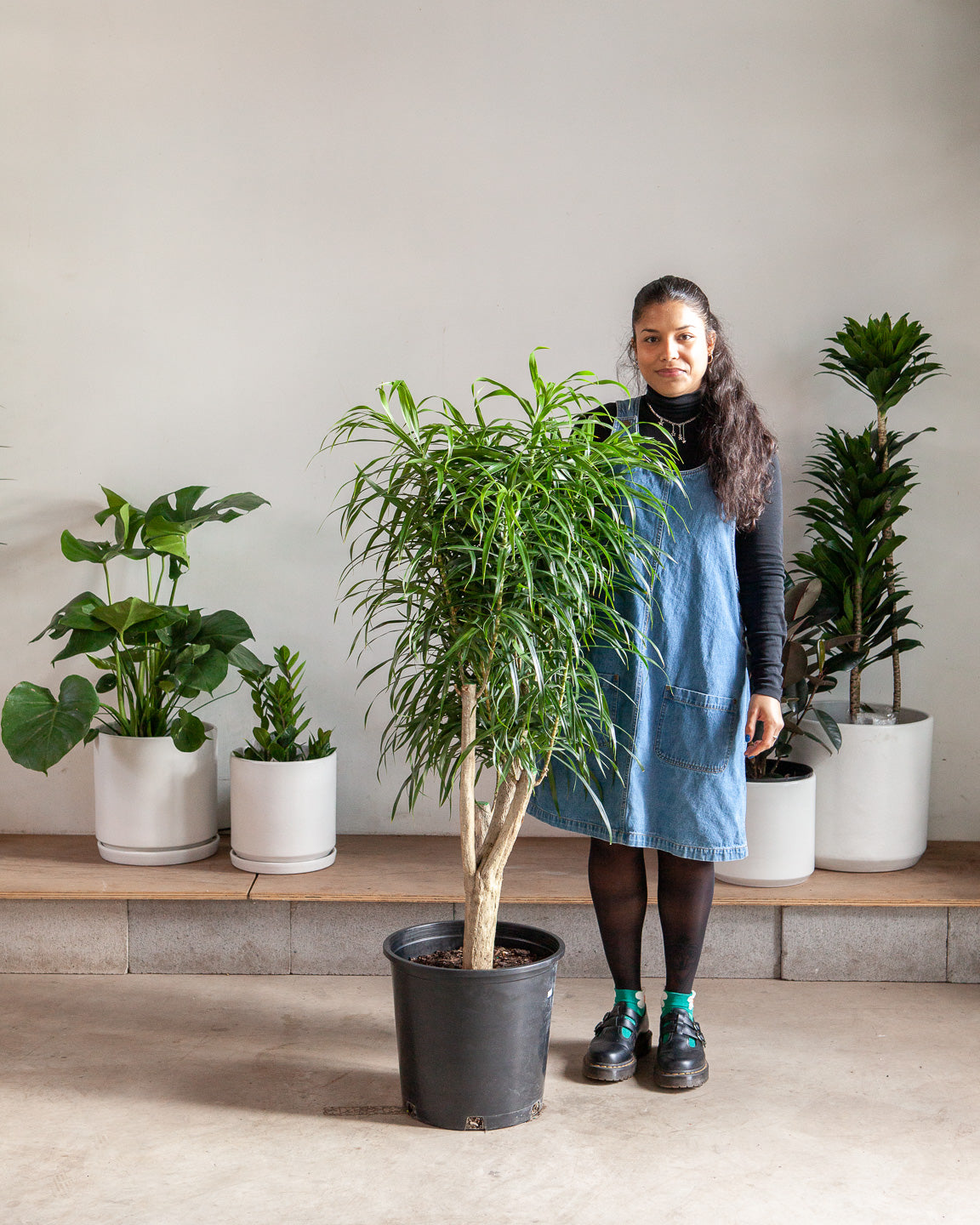 Medusa Candelabra: Dracaena reflexa 'Anita' - 14 inch pot - 5-6 foot tall