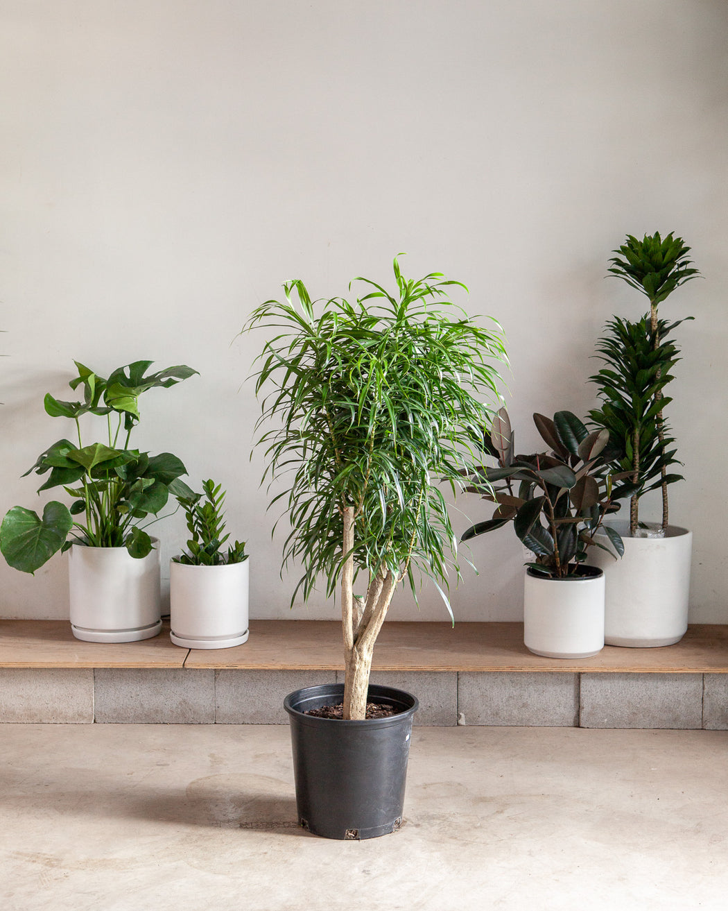 DRACAENA REFLEXA 'ANITA' CANDELABRA 14 Inch. Grower Pot (~5-6' tall)