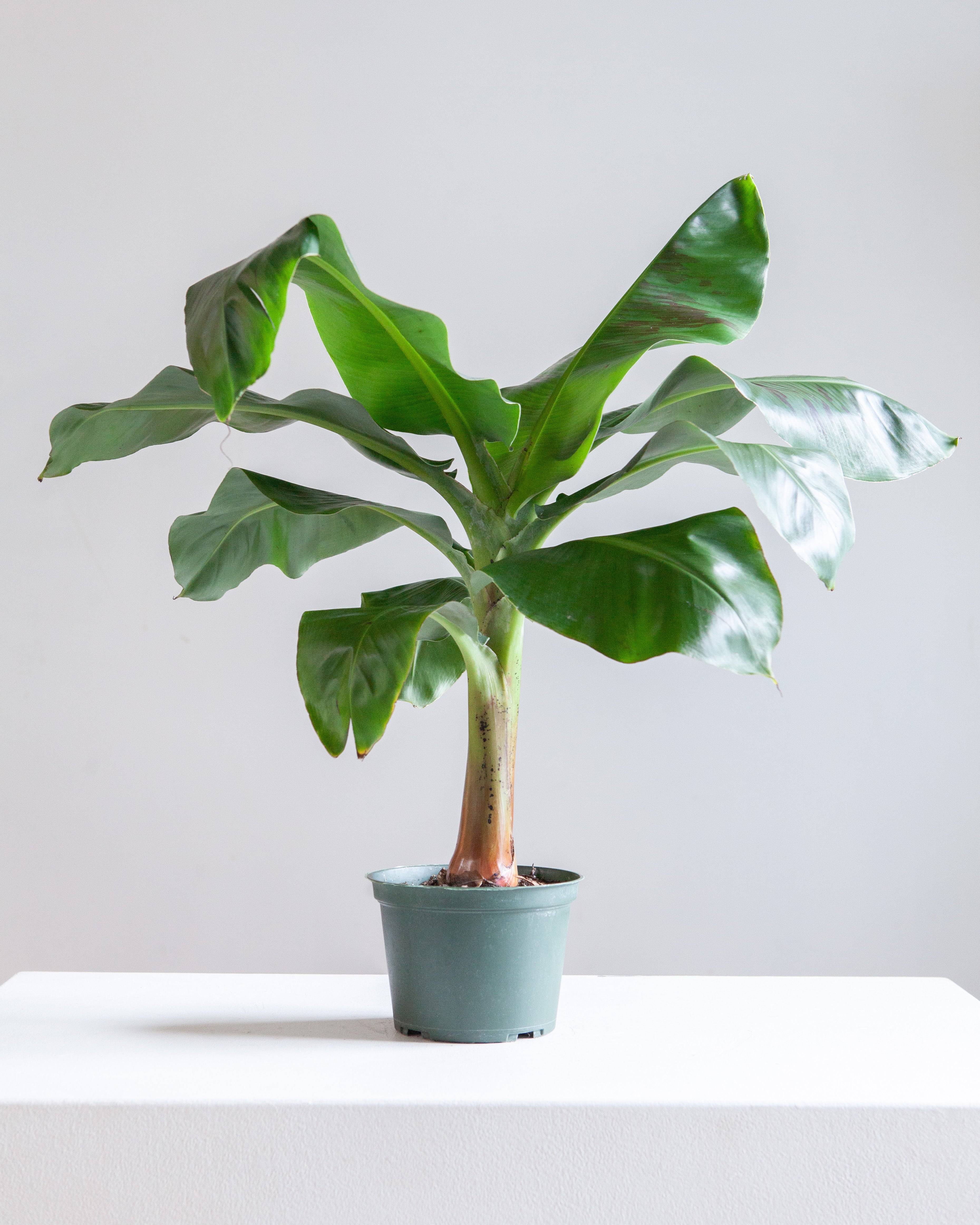 Dwarf Cavendish Banana: Musa acuminata 'Poquito' - 6 inch pot