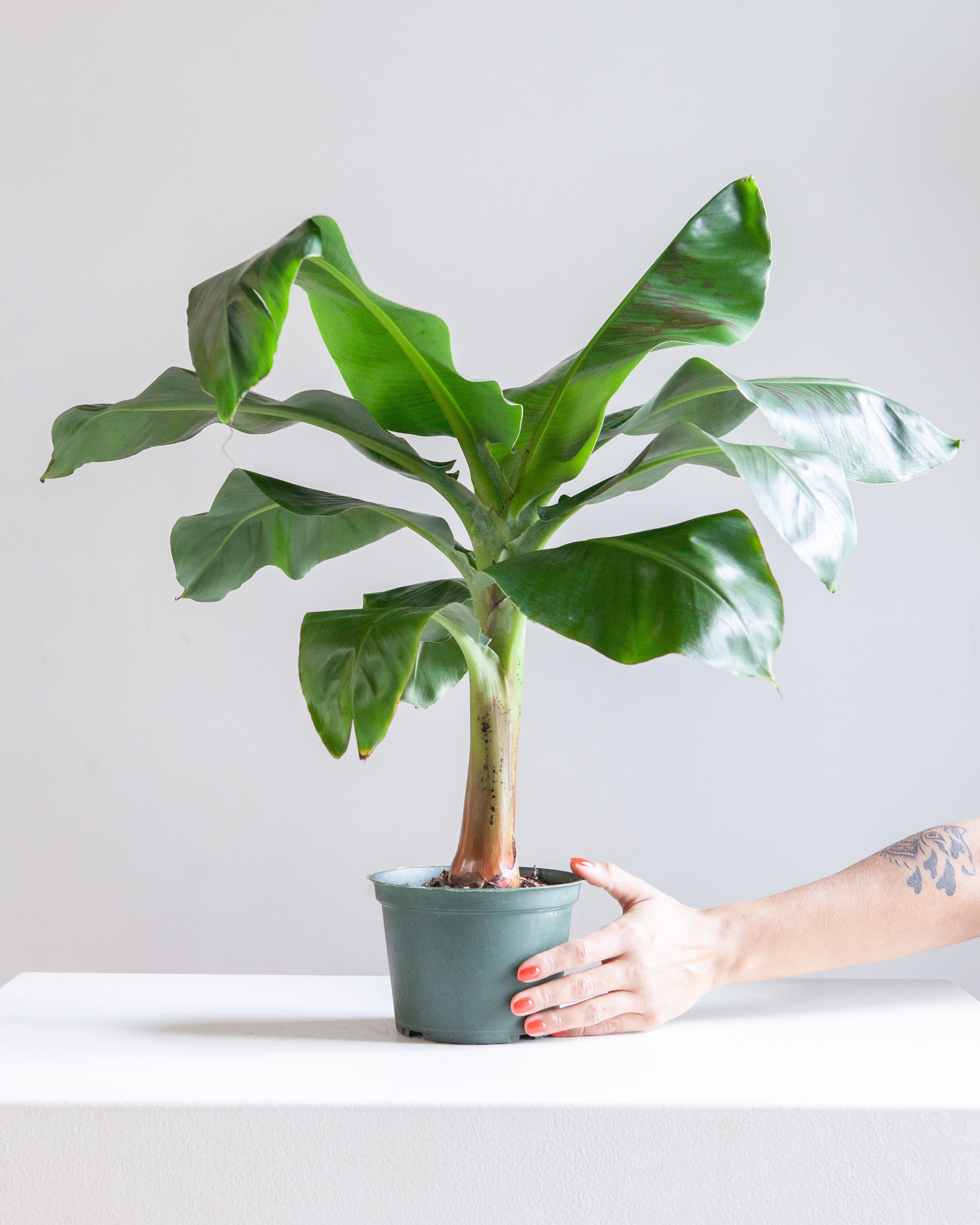 Dwarf Cavendish Banana: Musa acuminata 'Poquito' - 6 inch pot