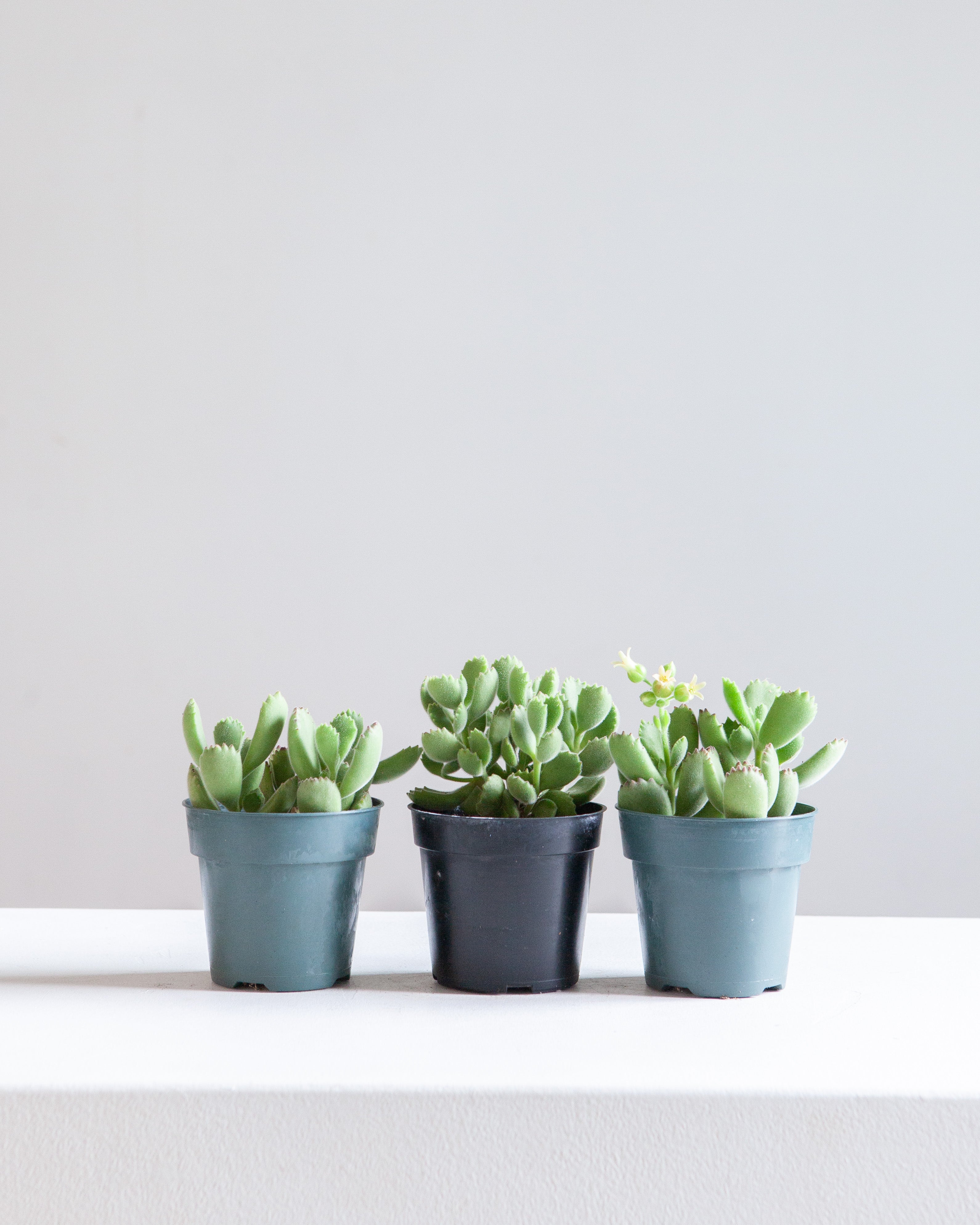 Bear's Paw Succulent: Cotyledon ladismithiensis - 5 inch pot