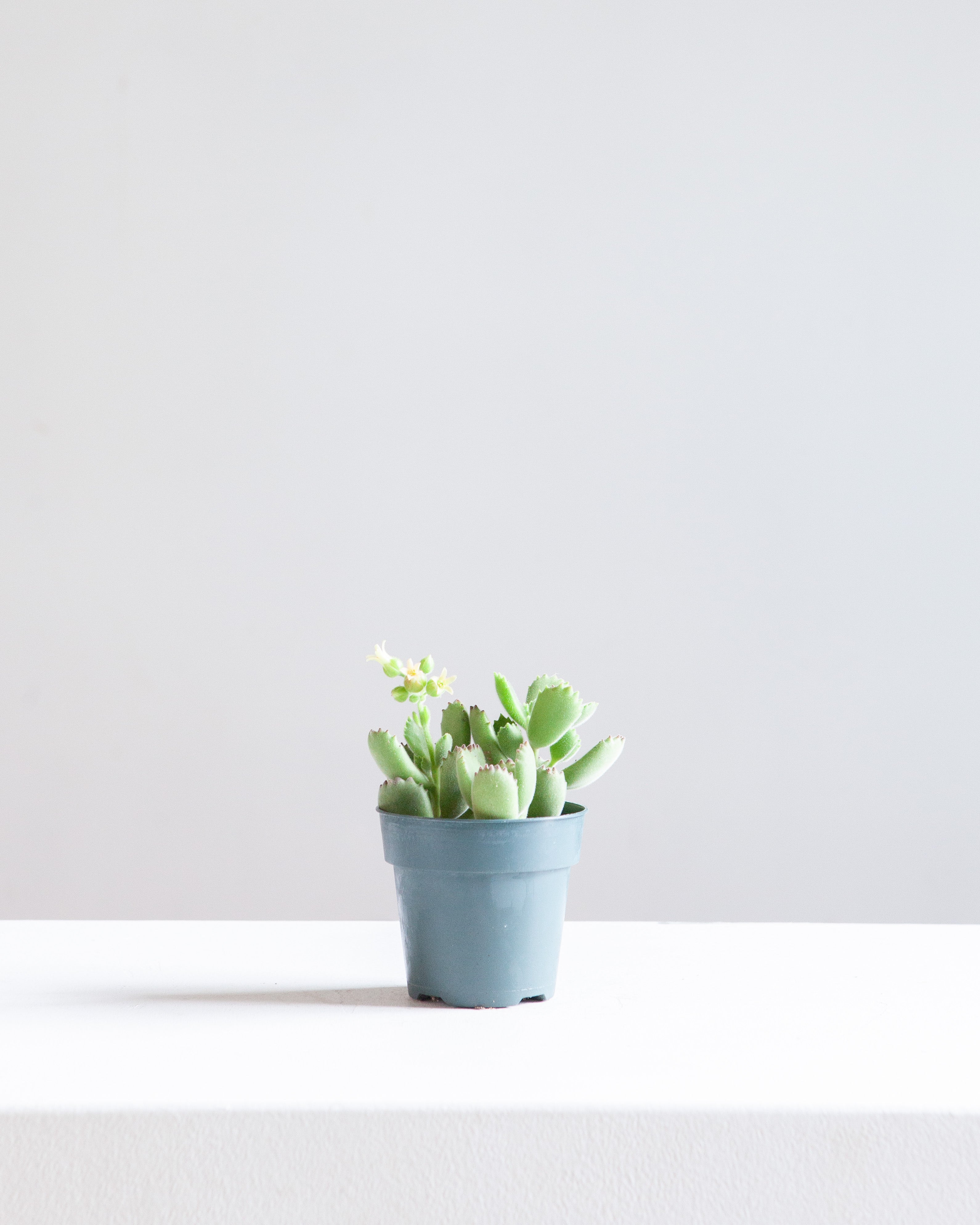 Bear's Paw Succulent: Cotyledon ladismithiensis - 5 inch pot