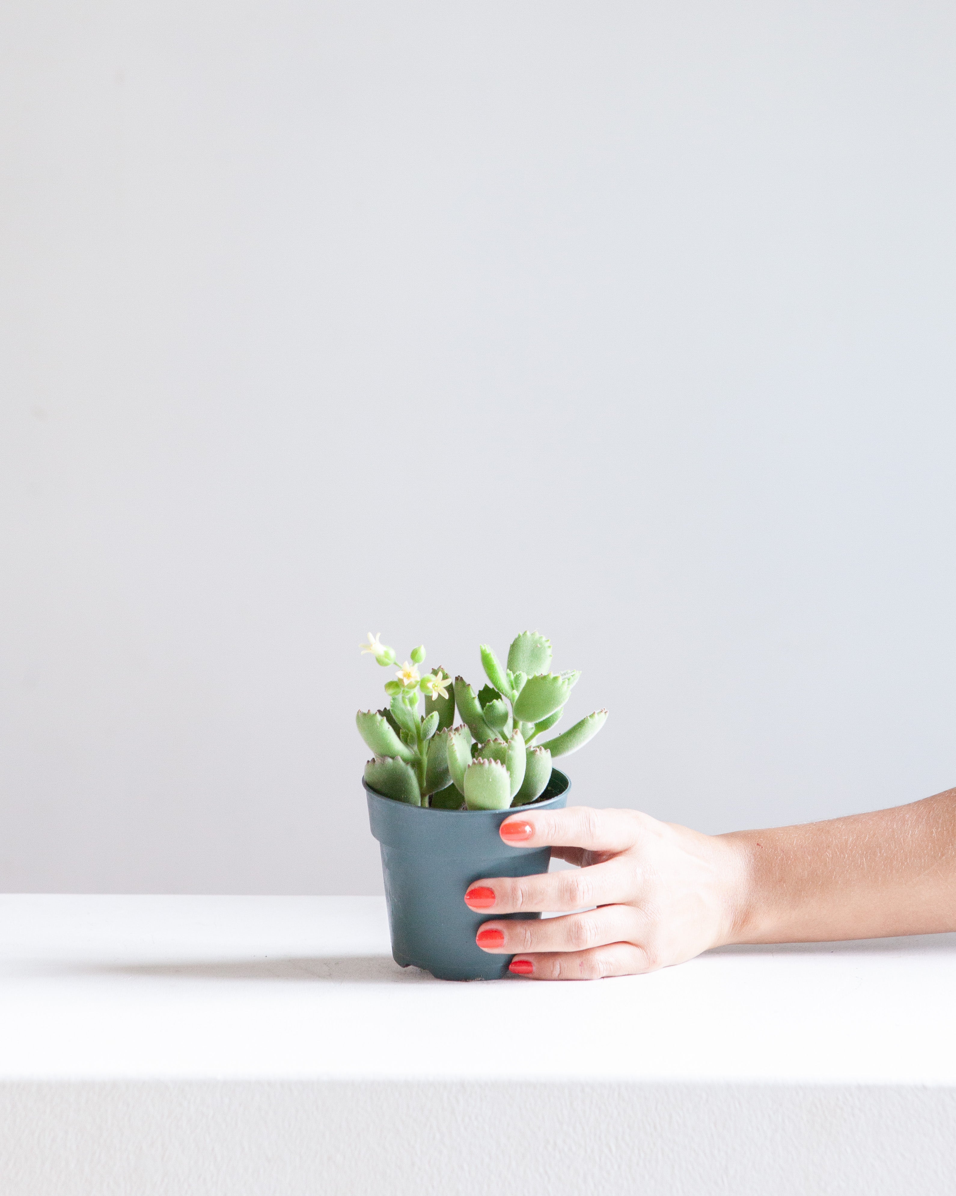 Bear's Paw Succulent: Cotyledon ladismithiensis - 5 inch pot