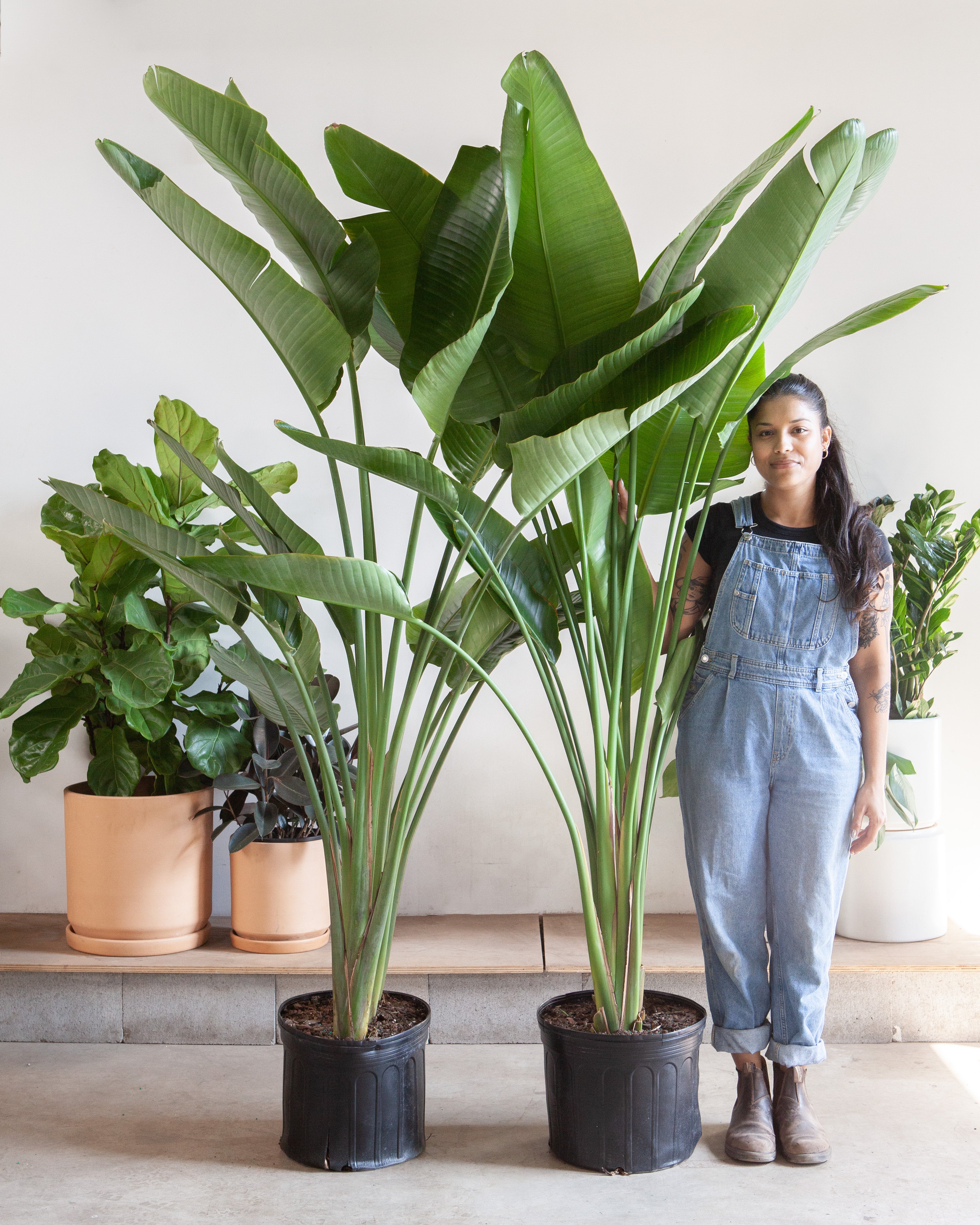 White Bird of Paradise: Strelitzia nicolai - 14 inch pot - 5-8 foot tall