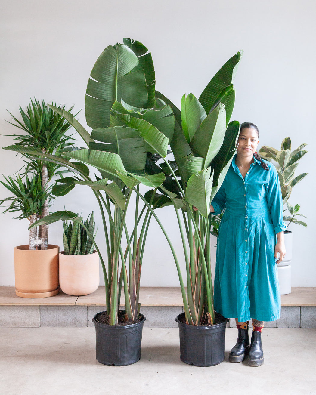 BIRD OF PARADISE (STRELITZIA NICOLAI) 14 Inch. Grower Pot