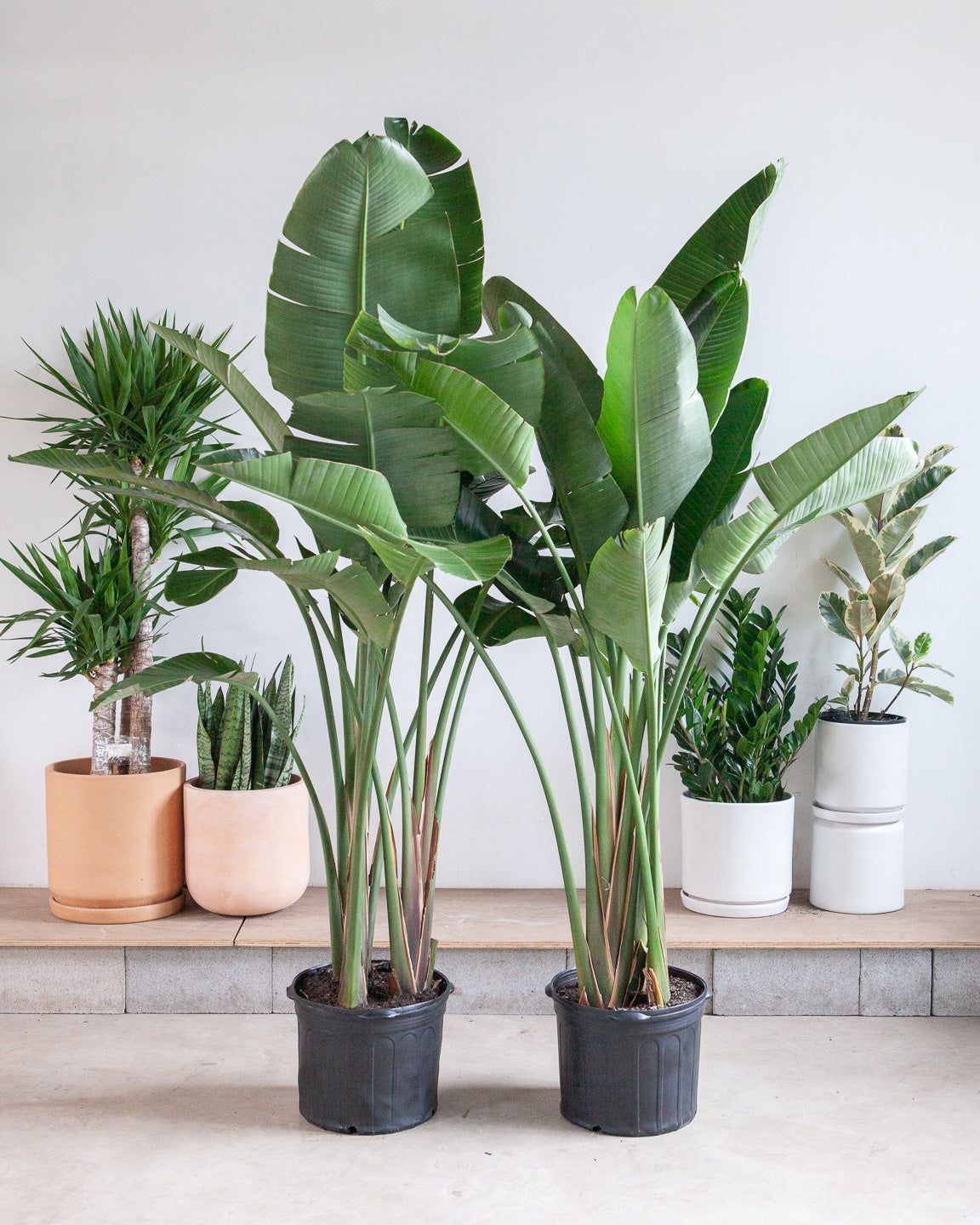 White Bird of Paradise: Strelitzia nicolai - 17 inch pot - 6-10 foot tall