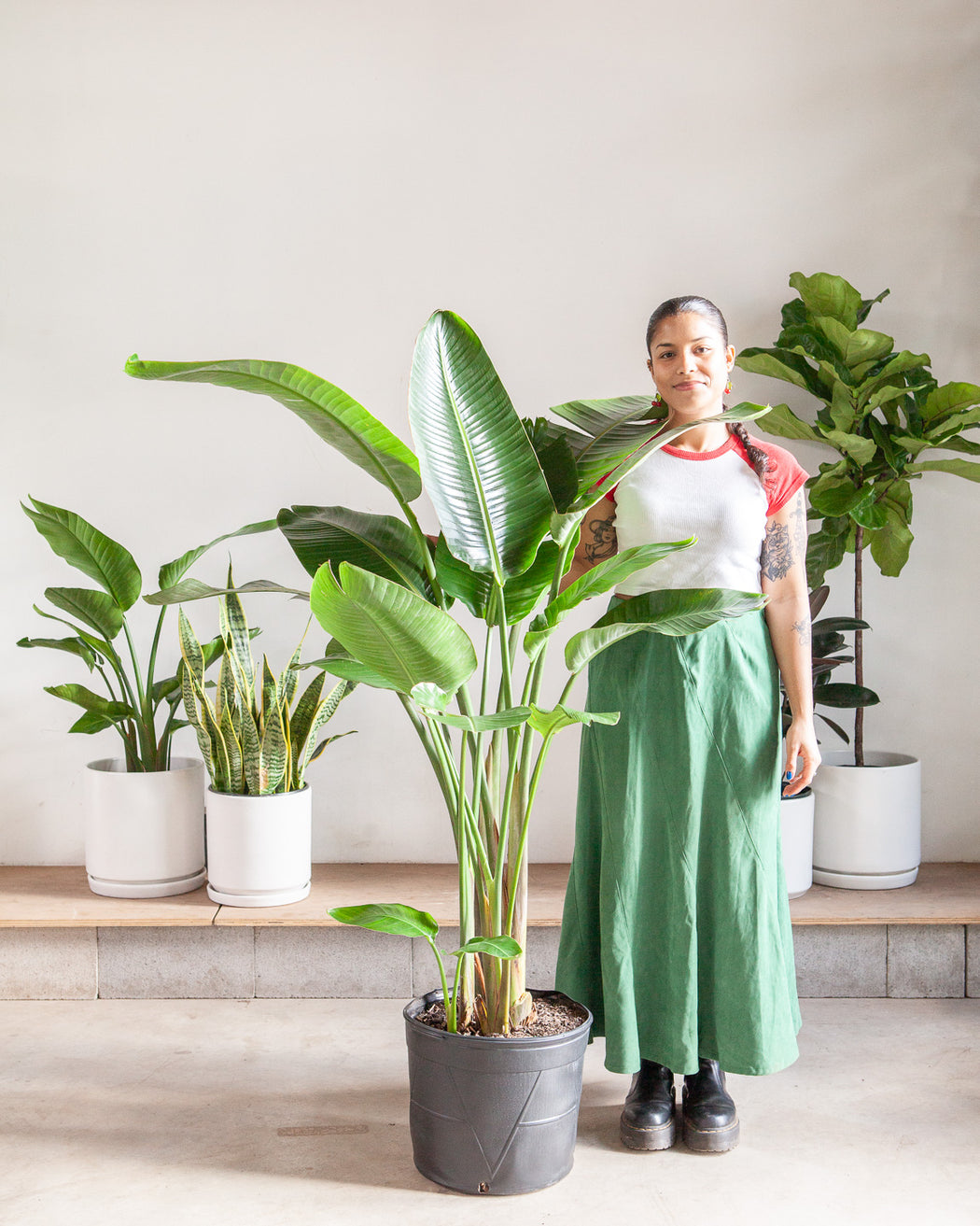 BIRD OF PARADISE (STRELITZIA NICOLAI) 14 Inch. Grower Pot