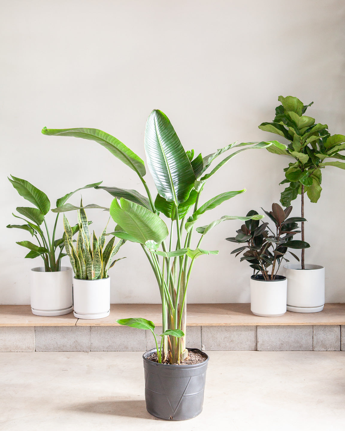 White Bird of Paradise: Strelitzia nicolai - 14 inch pot - 5-8 foot tall