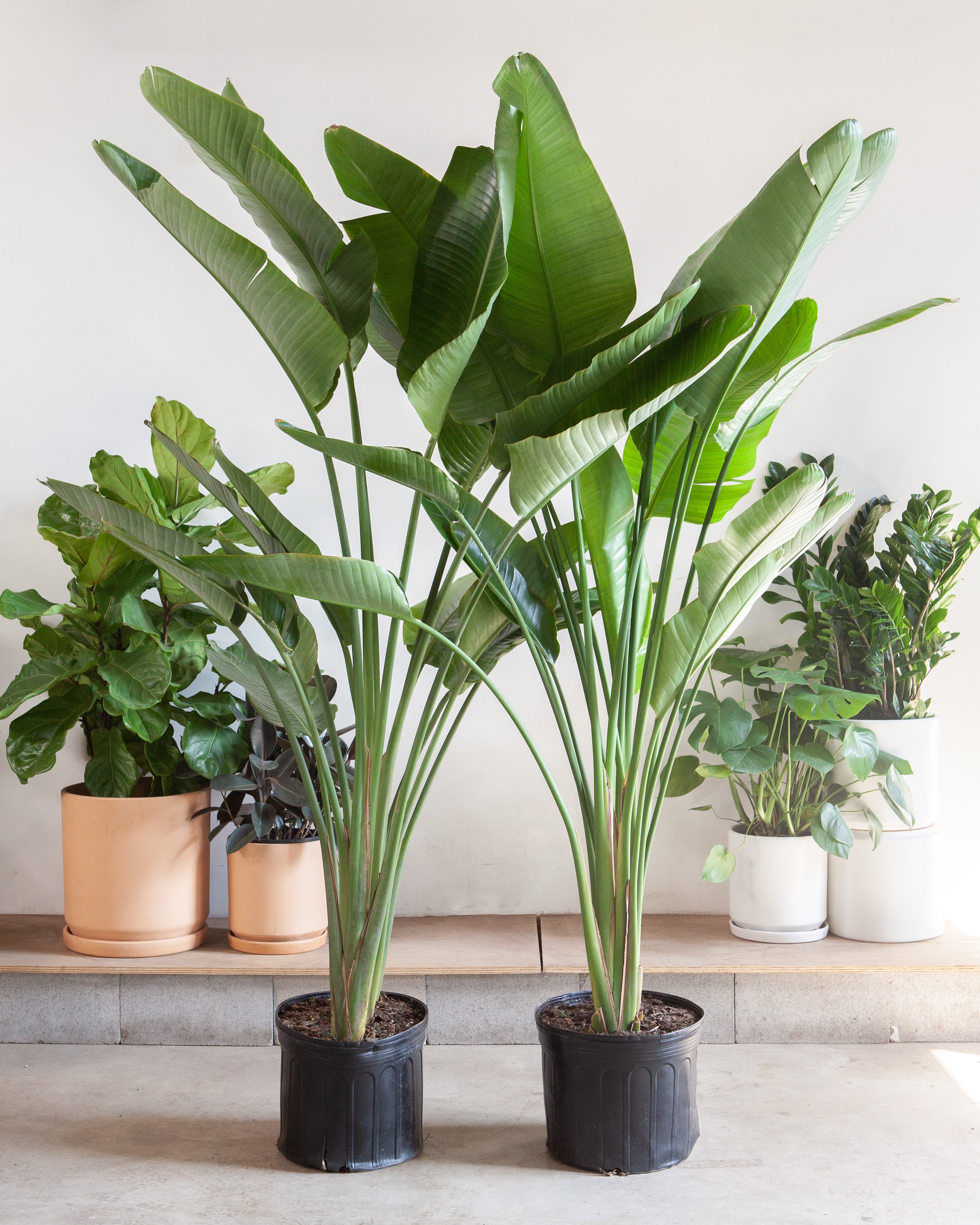 White Bird of Paradise: Strelitzia nicolai - 14 inch pot - 5-8 foot tall