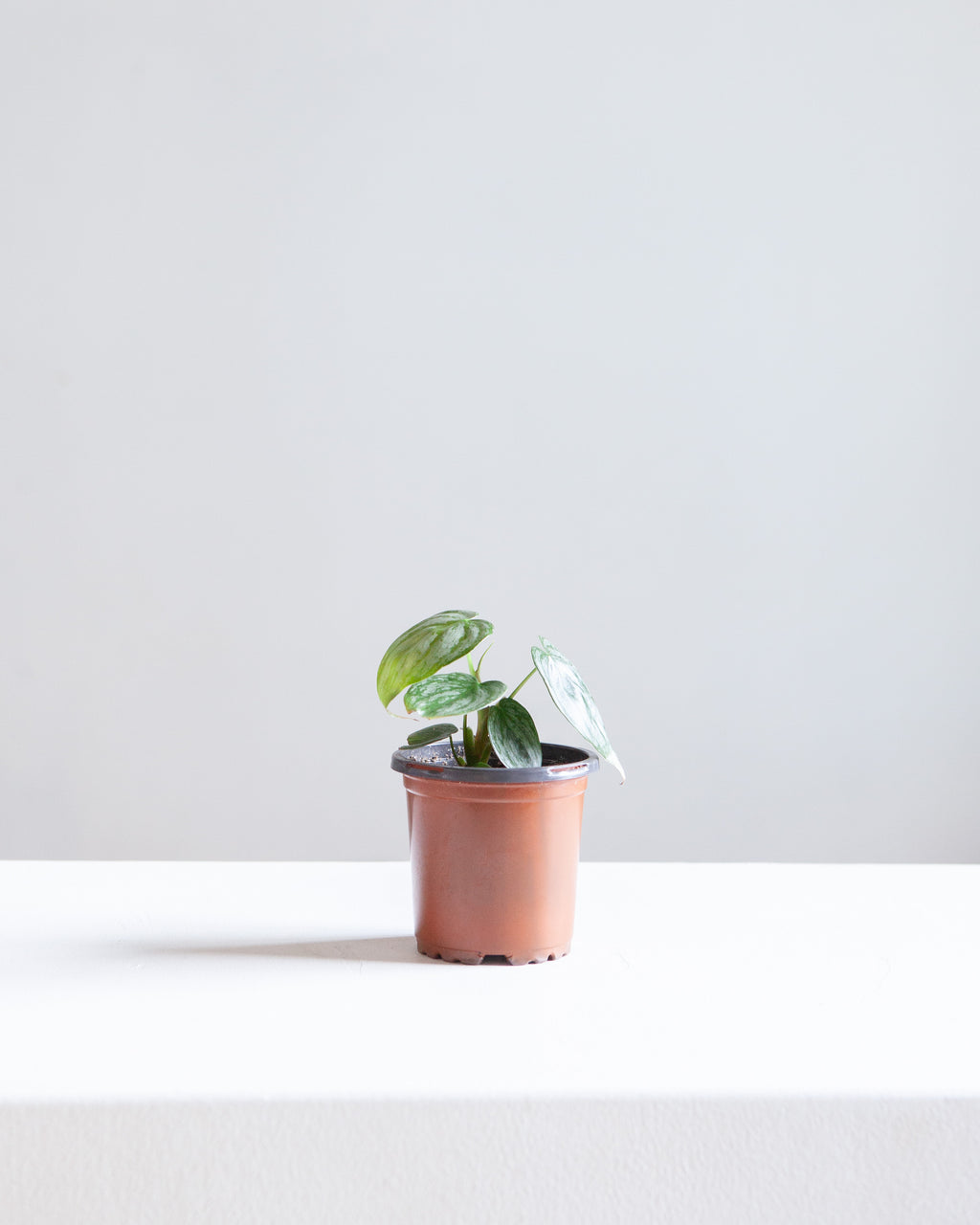 Silver Leaf Philodendron: Philodendron brandtianum - 4 inch pot