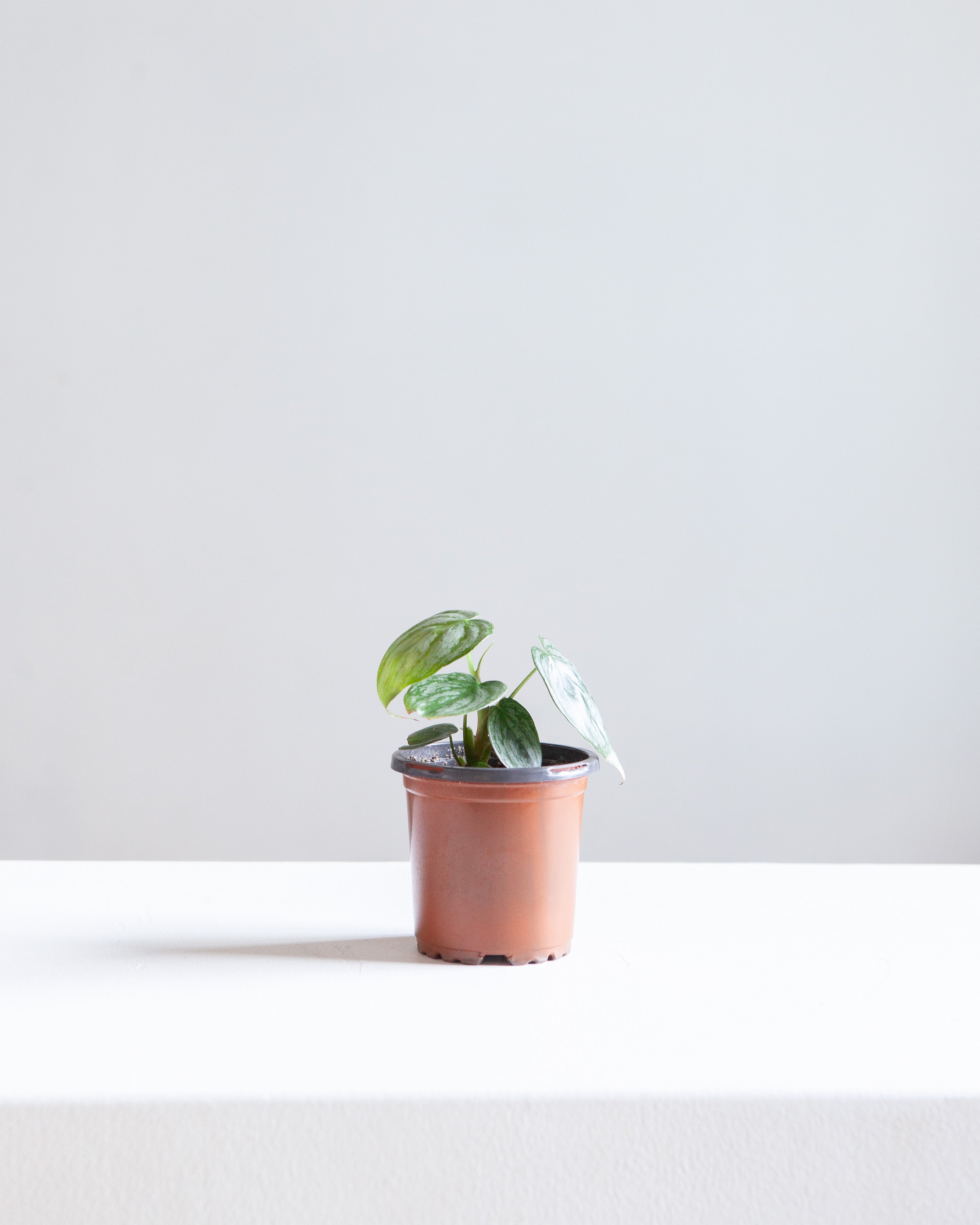 Silver Leaf Philodendron: Philodendron brandtianum - 4 inch pot