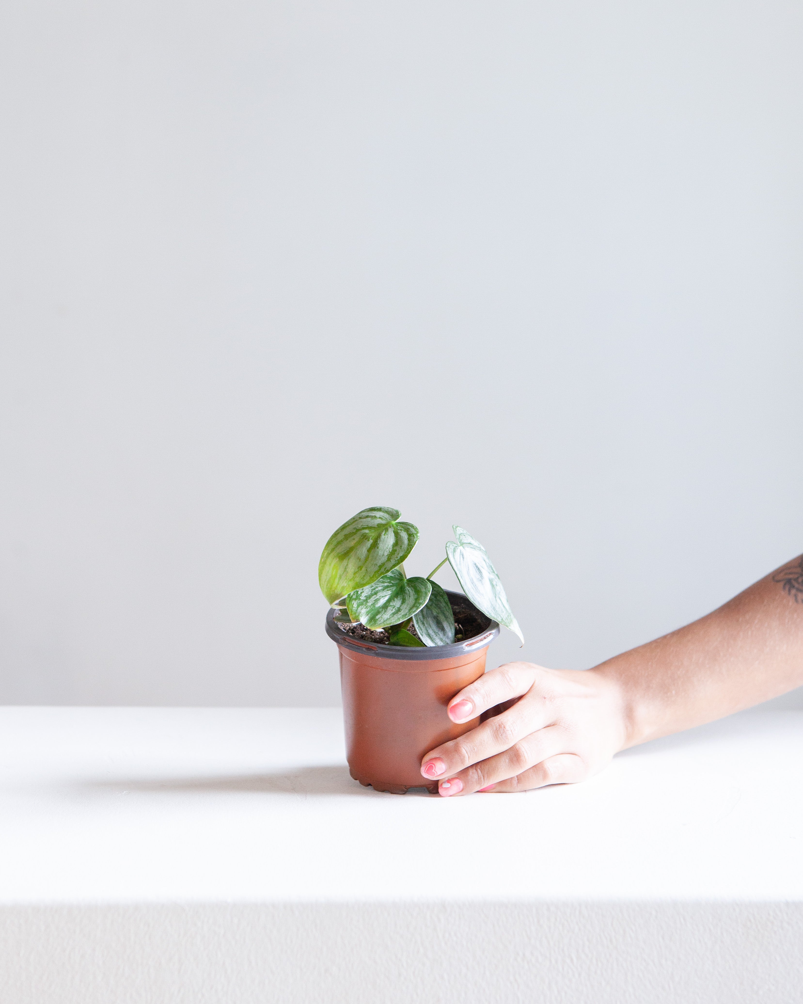 Silver Leaf Philodendron: Philodendron brandtianum - 4 inch pot