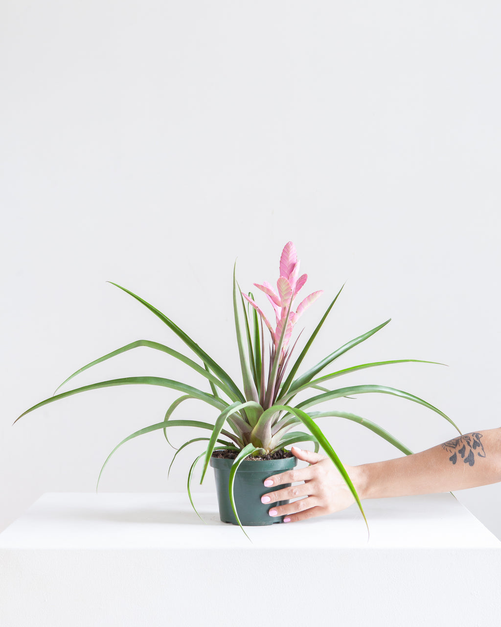 BROMELIAD TILLANDSIA 'ANTONIO' 6" Grower Pot