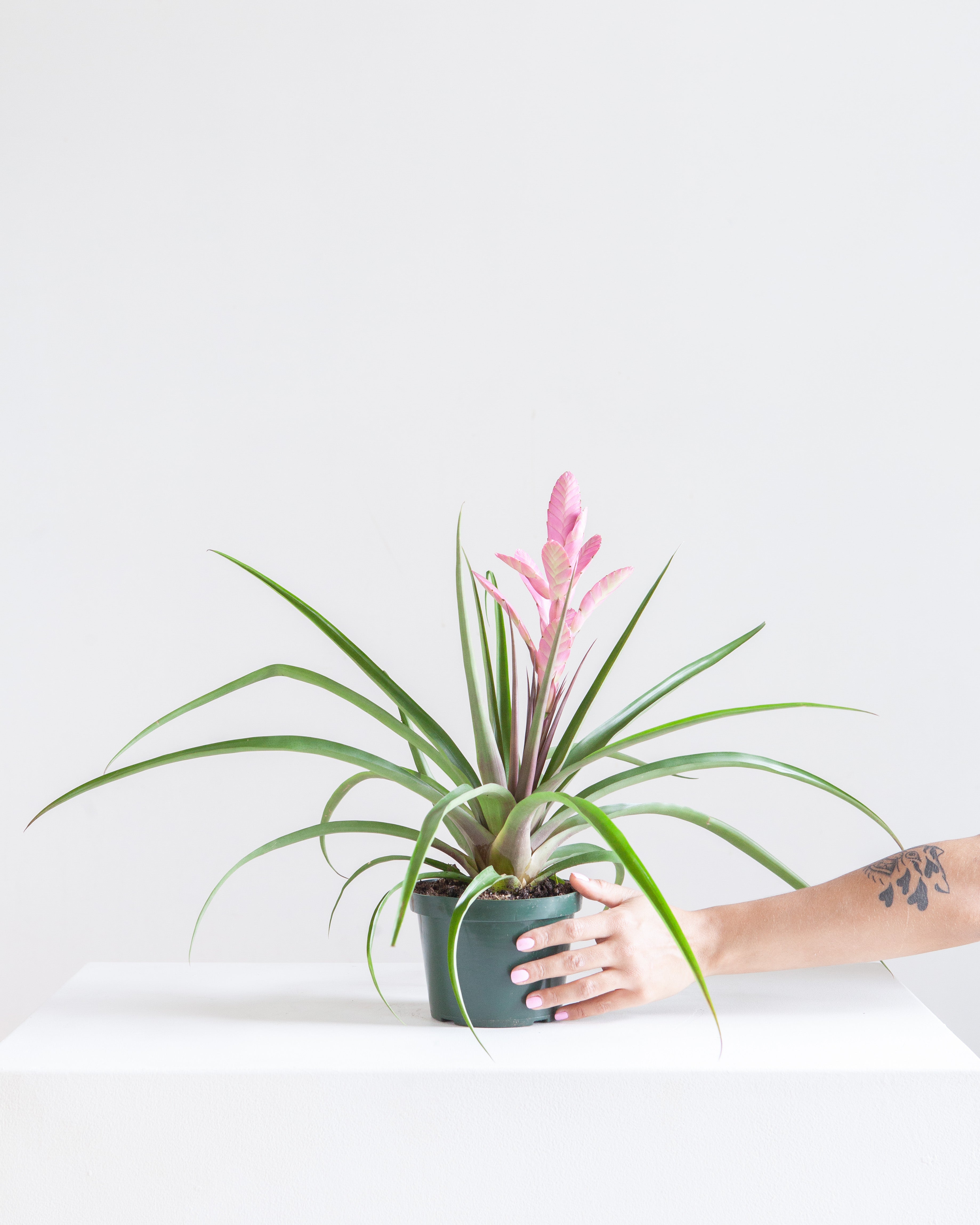 BROMELIAD TILLANDSIA 'ANTONIO' 6" Grower Pot