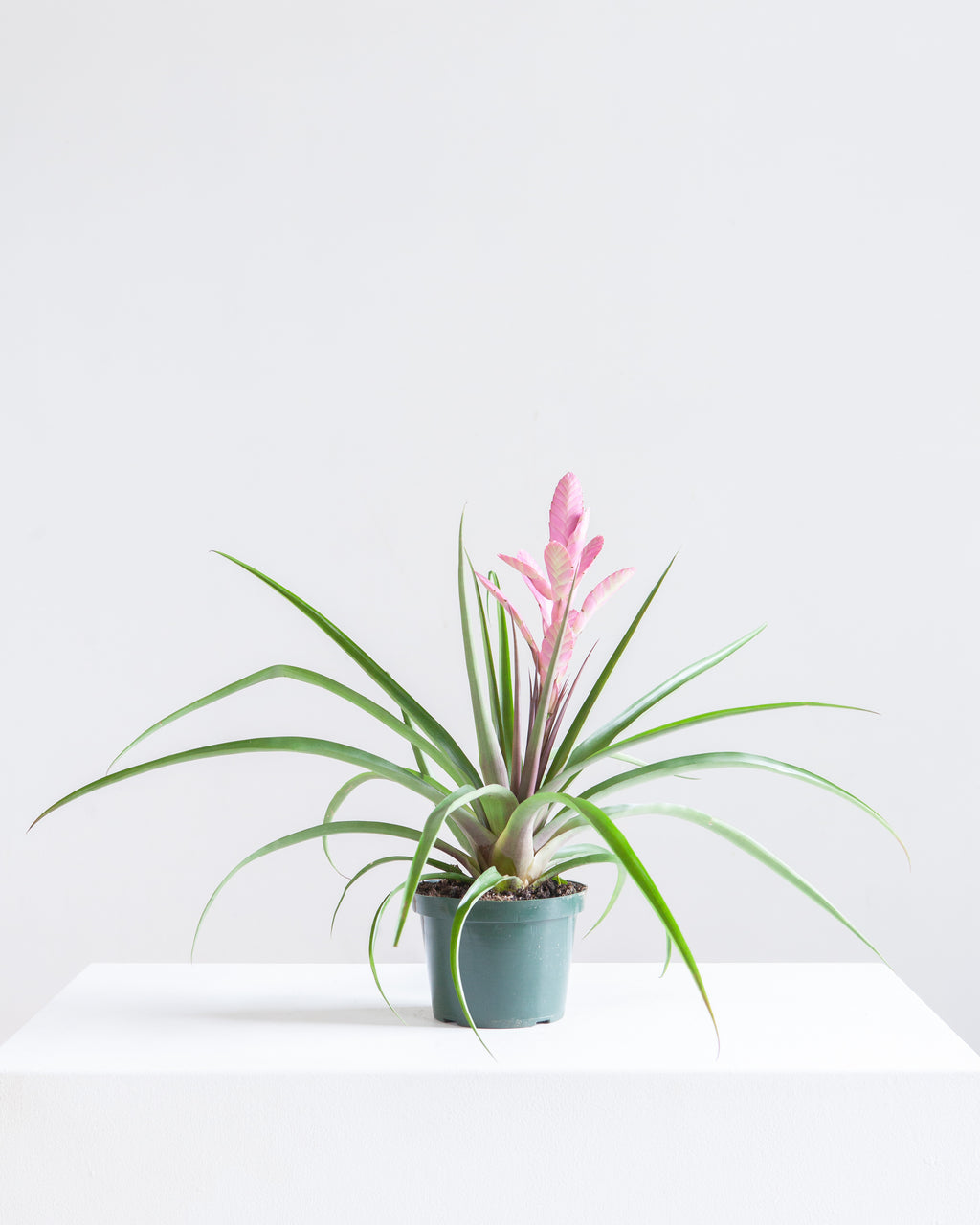 BROMELIAD TILLANDSIA 'ANTONIO' 6" Grower Pot