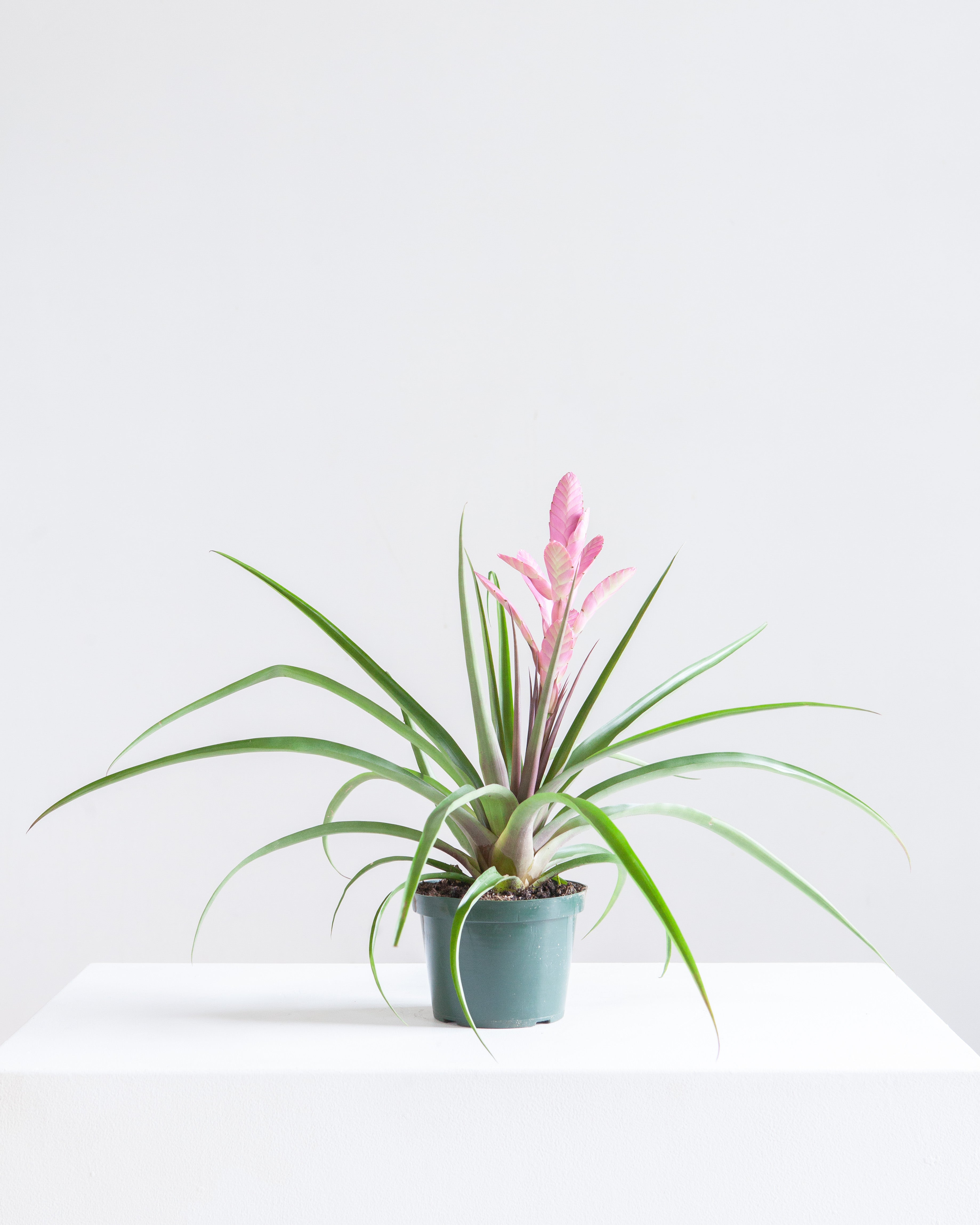 BROMELIAD TILLANDSIA 'ANTONIO' 6" Grower Pot