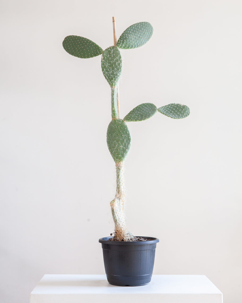 PRICKLY PEAR' CACTUS LARGE 10" Grower Pot