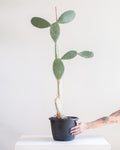 PRICKLY PEAR' CACTUS LARGE 10" Grower Pot