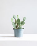 Bunny Ears Cactus: Opuntia microdasys - 6 inch pot