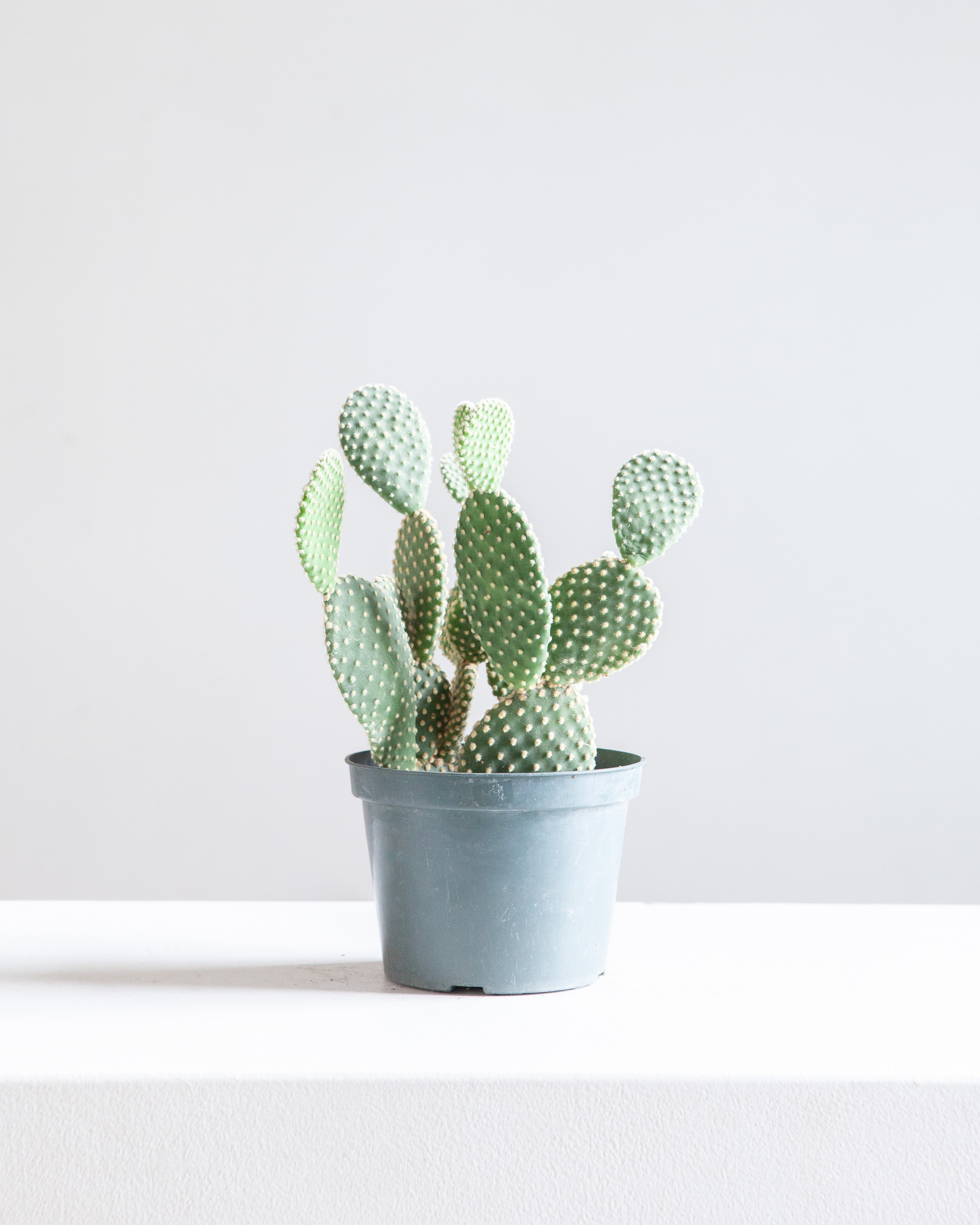 Bunny Ears Cactus: Opuntia microdasys - 6 inch pot