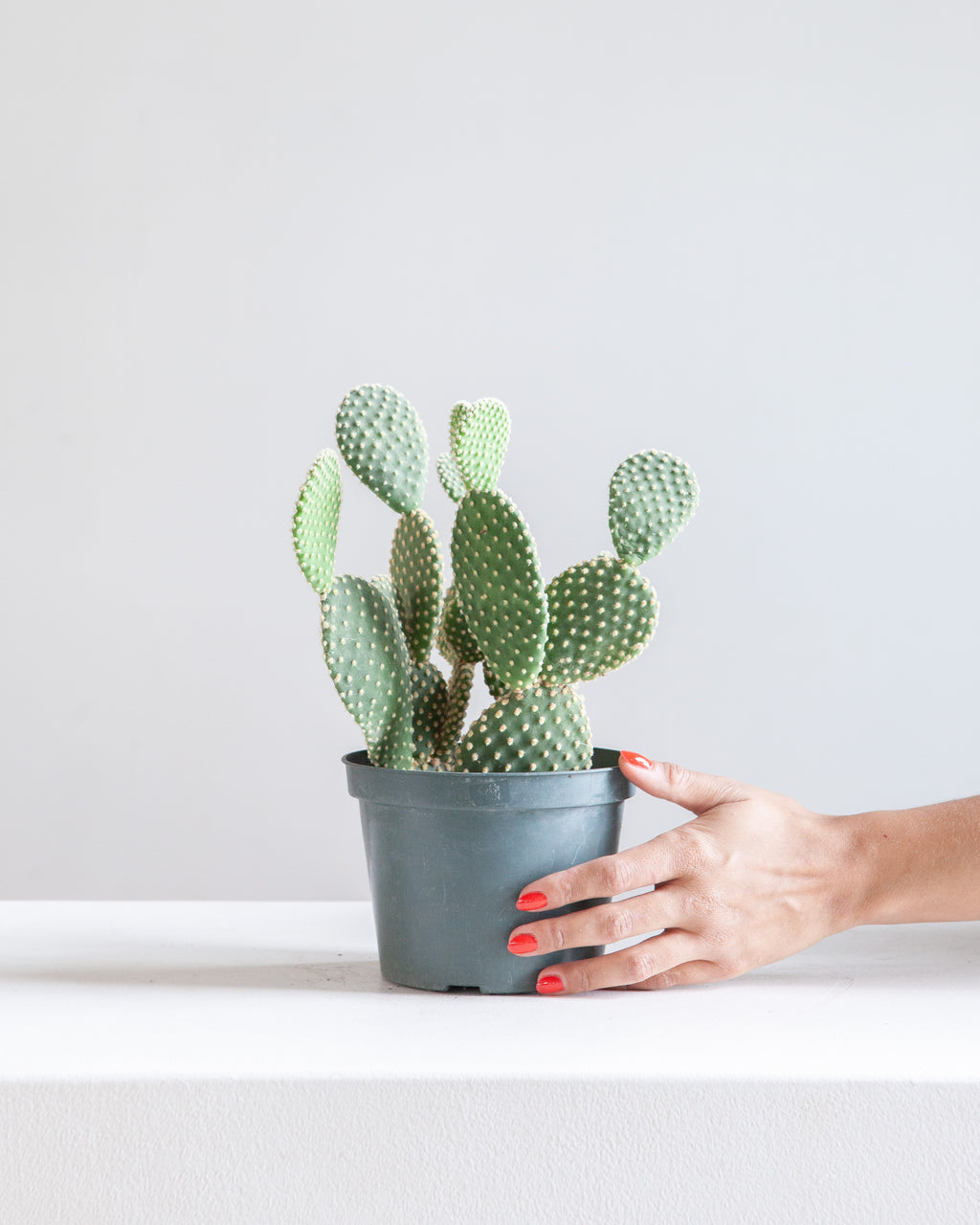 Bunny Ears Cactus: Opuntia microdasys - 6 inch pot
