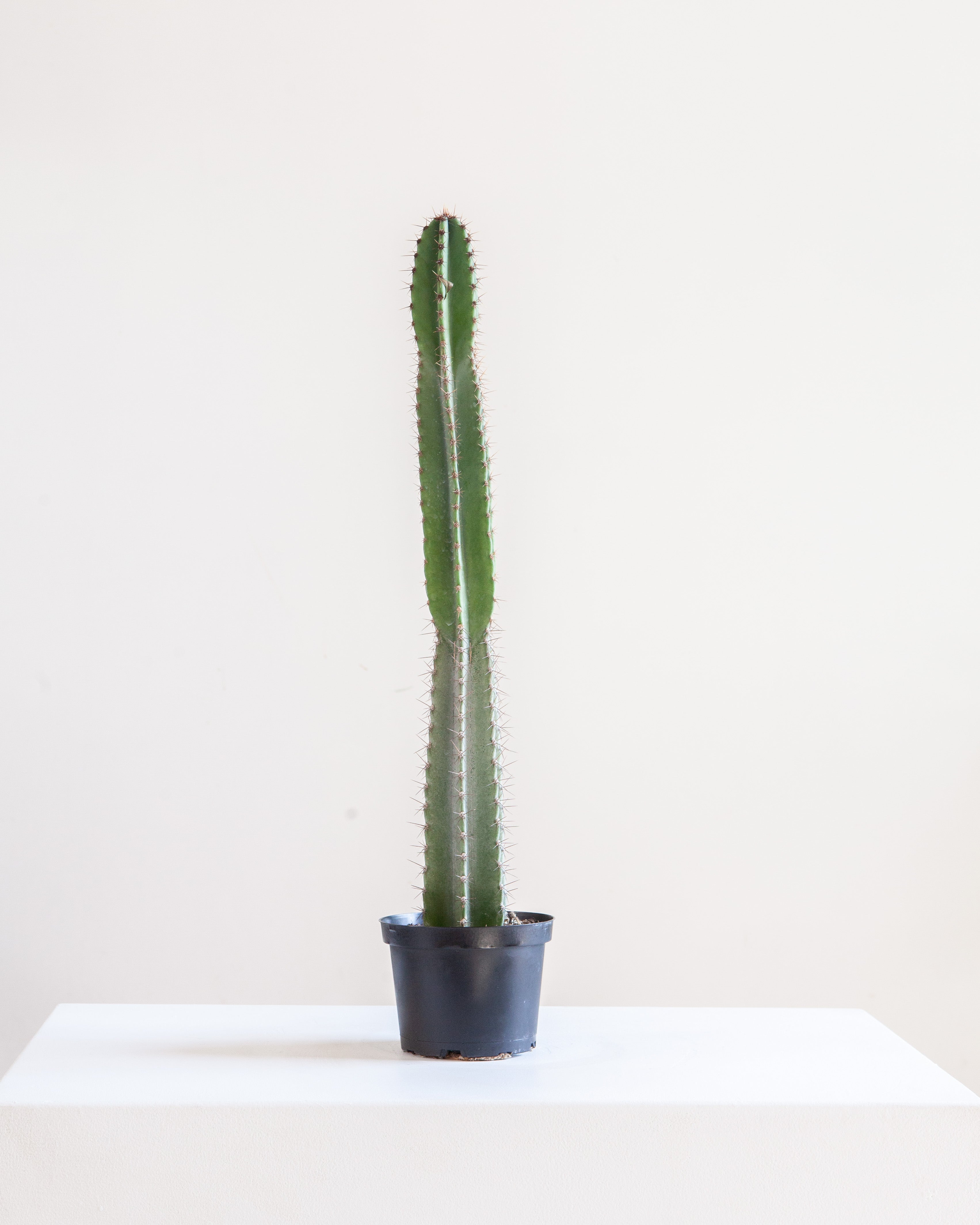 CACTUS 'PERU' 6" grower pot