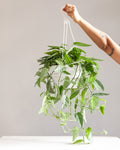 Cebu Blue Pothos: Epipremnum pinnatum - 8 inch hanging basket
