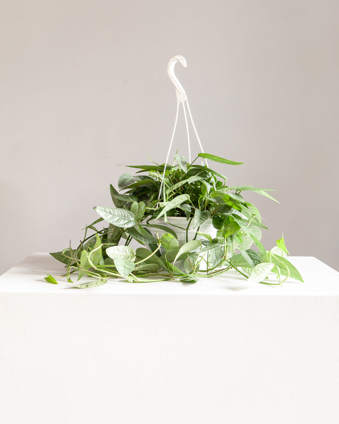 Cebu Blue Pothos: Epipremnum pinnatum - 8 inch hanging basket