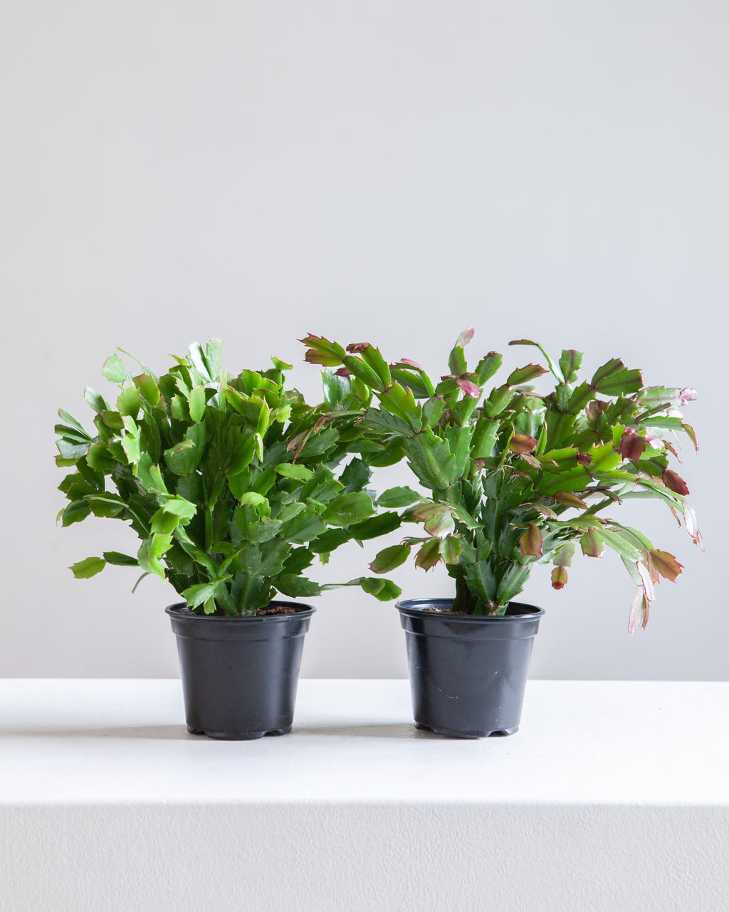 Spring Flowering Cactus: Schlumbergera bridgesii - 4 inch pot