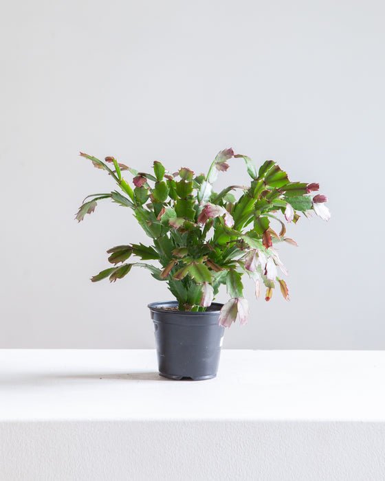 CHRISTMAS CACTUS 4" Grower Pot