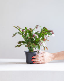  CHRISTMAS CACTUS 4" Grower Pot