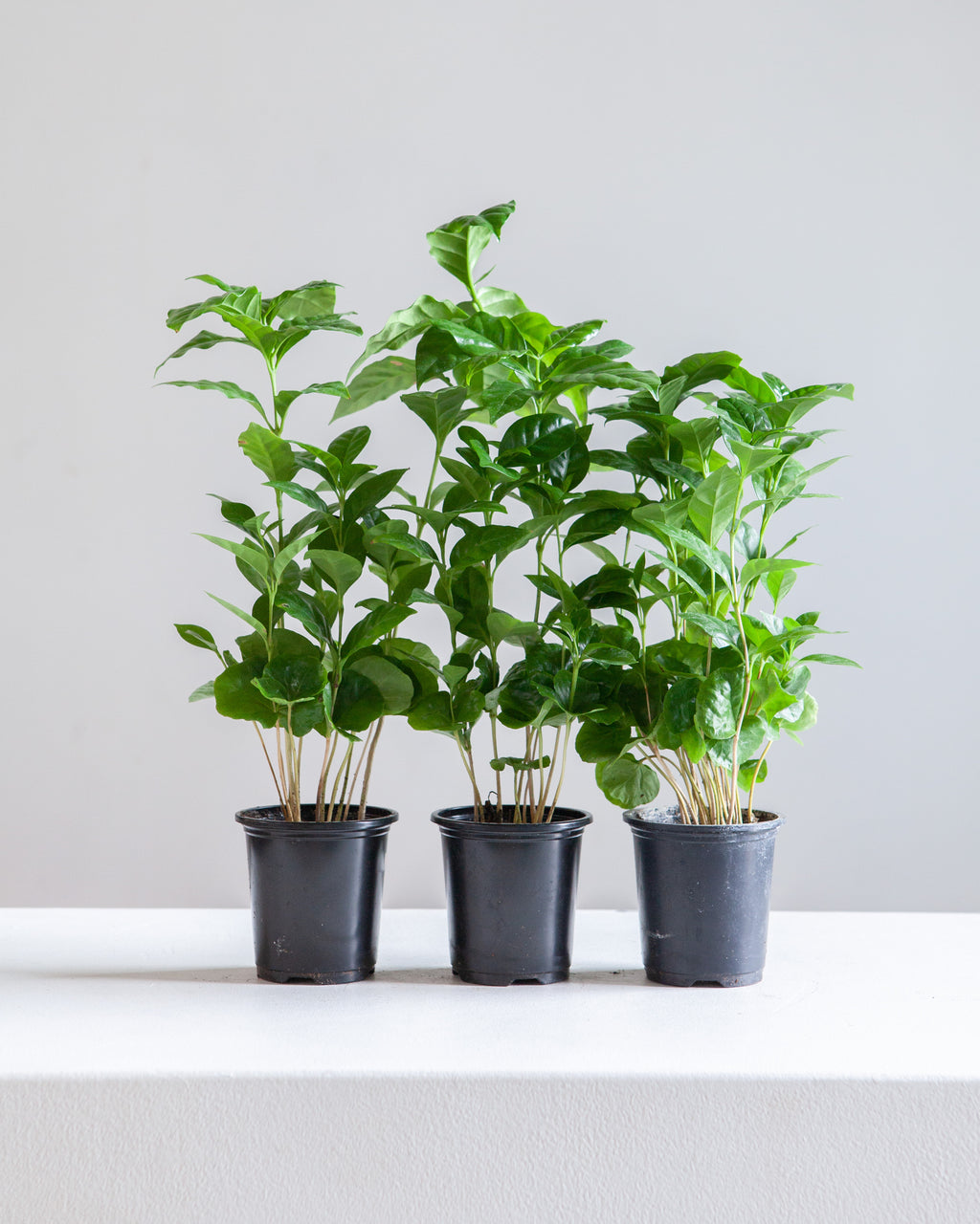 Coffee Plant: Coffee arabica - 4 inch pot