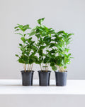 Coffee Plant: Coffee arabica - 4 inch pot