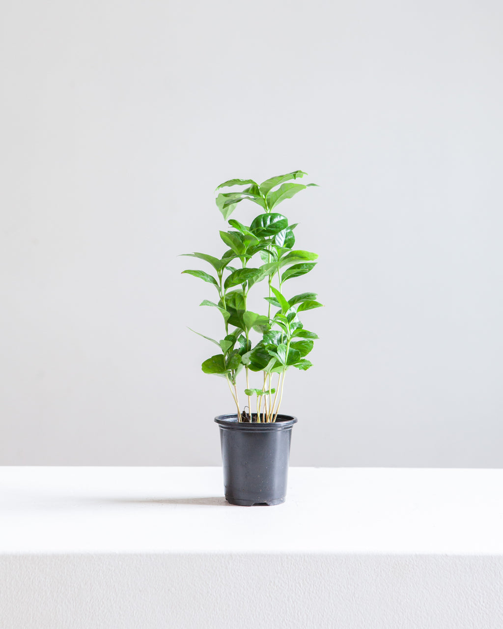 Coffee Plant: Coffee arabica - 4 inch pot