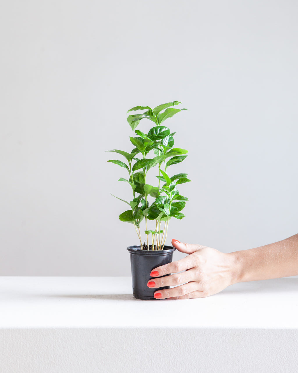 Coffee Plant: Coffee arabica - 4 inch pot