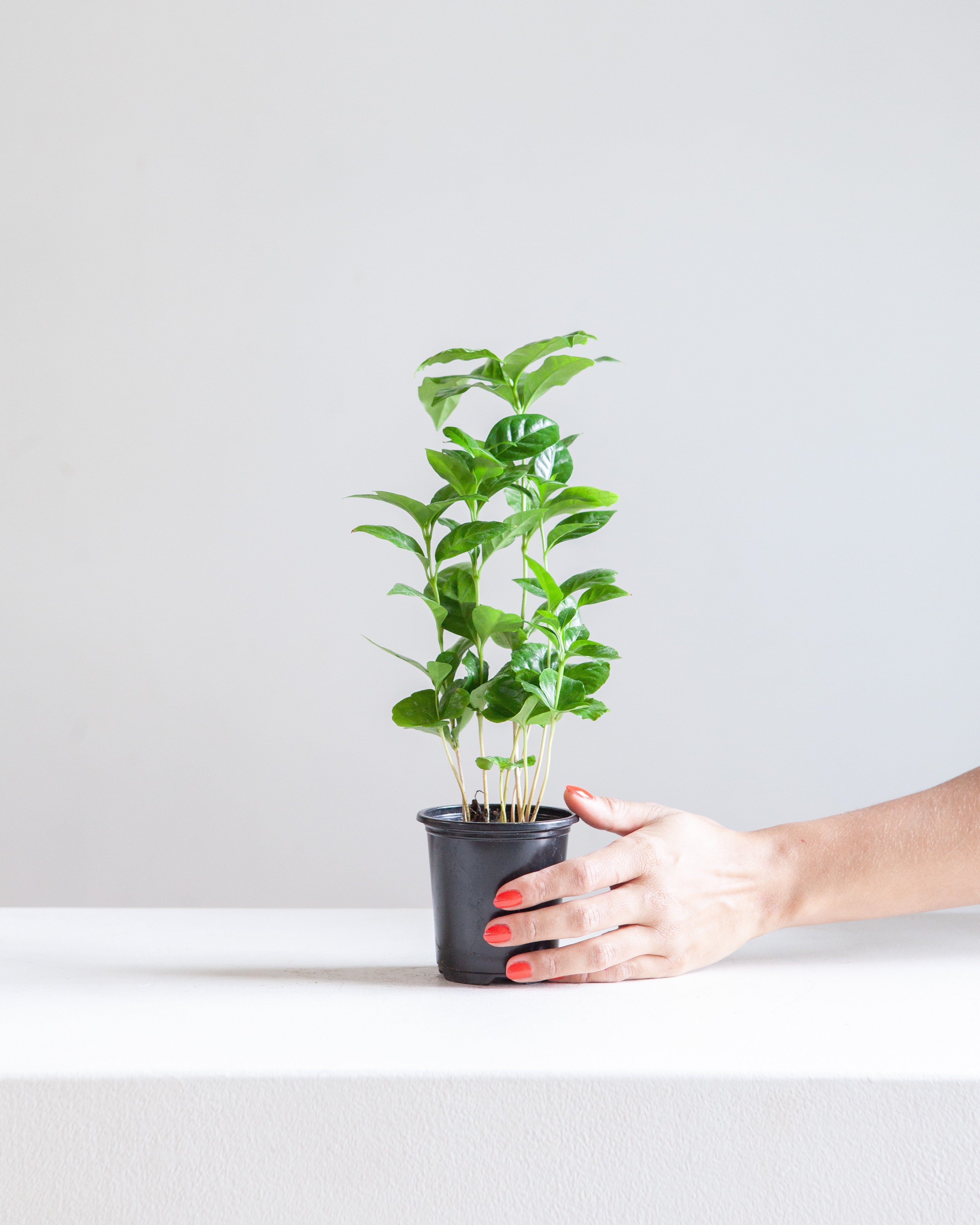 Coffee Plant: Coffee arabica - 4 inch pot