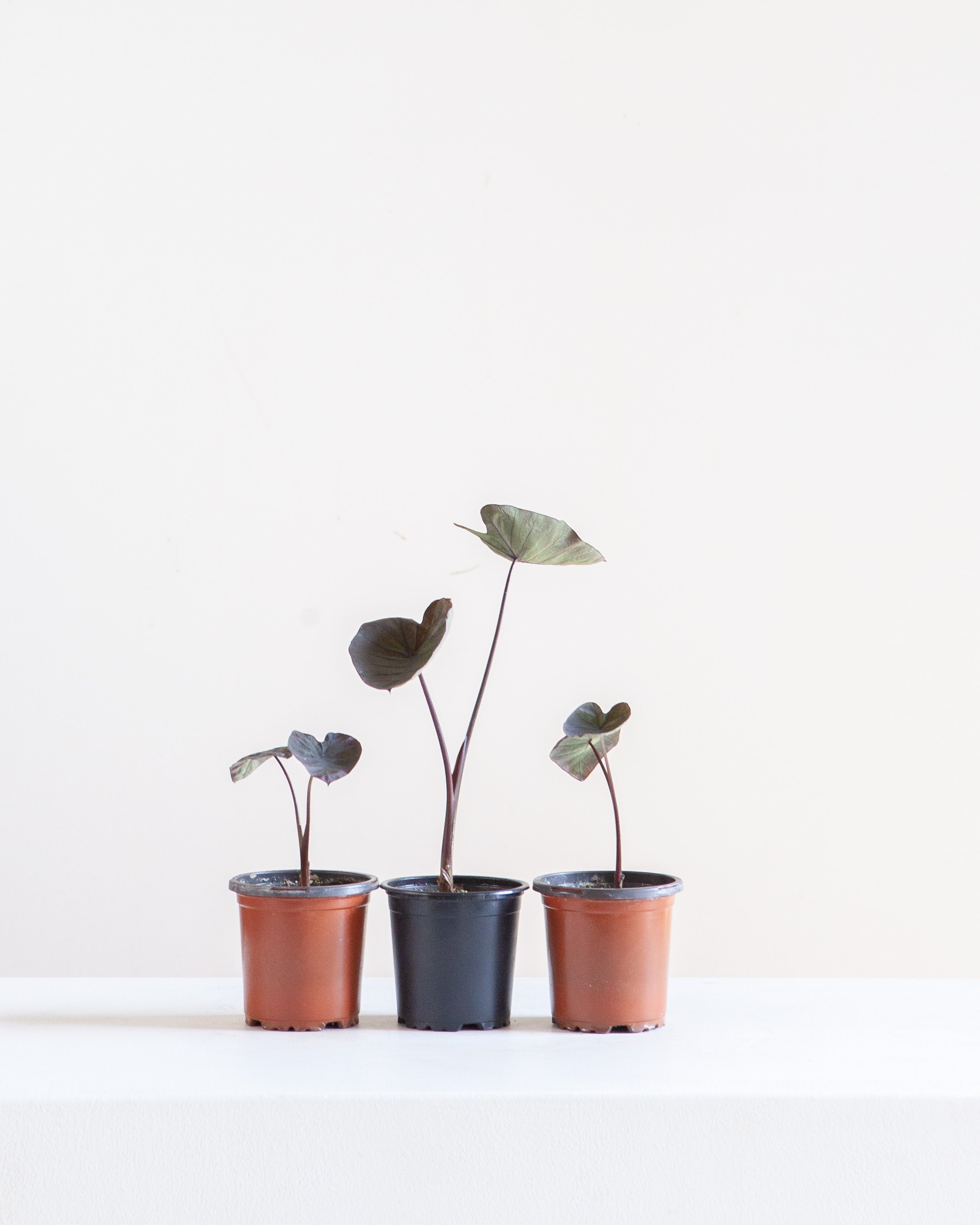 COLOCASIA 'BLACK RUNNER' 4" Grower Pot