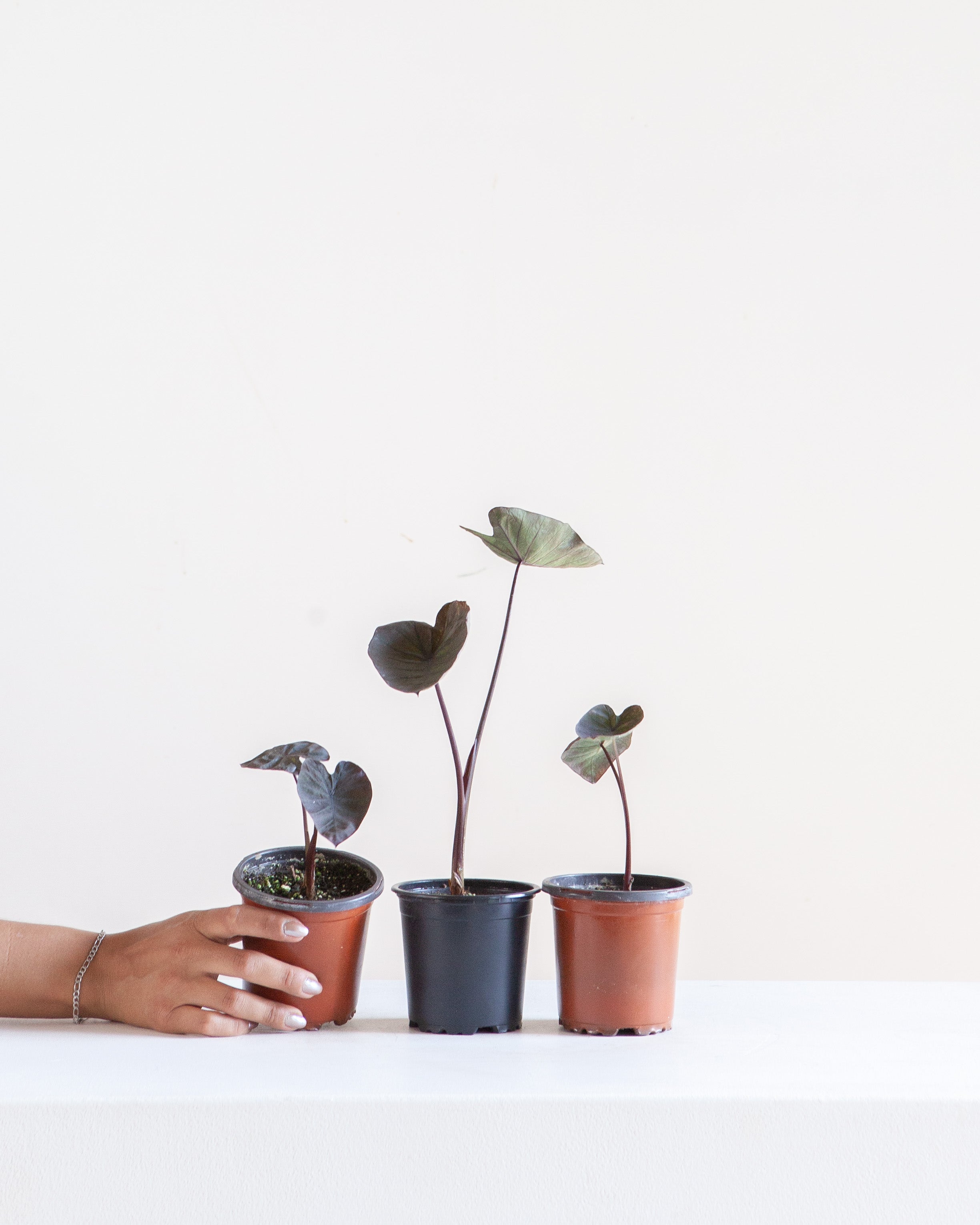 COLOCASIA 'BLACK RUNNER' 4" Grower Pot