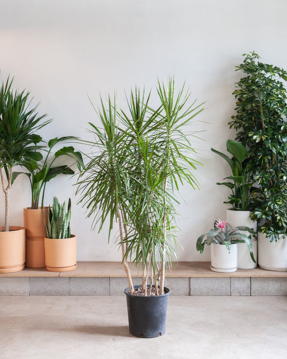 DRACAENA MARGINATA STAGGERED 14 INCH. (~6-7' tall)