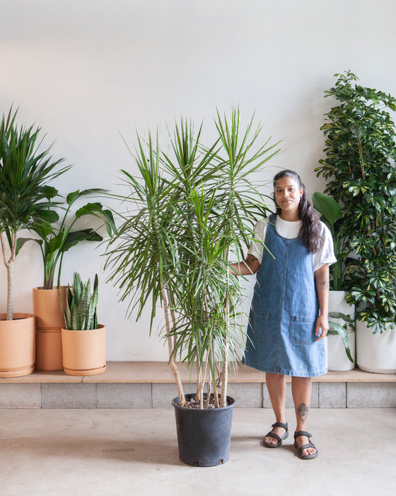 DRACAENA MARGINATA STAGGERED 14 INCH. (~6-7' tall)