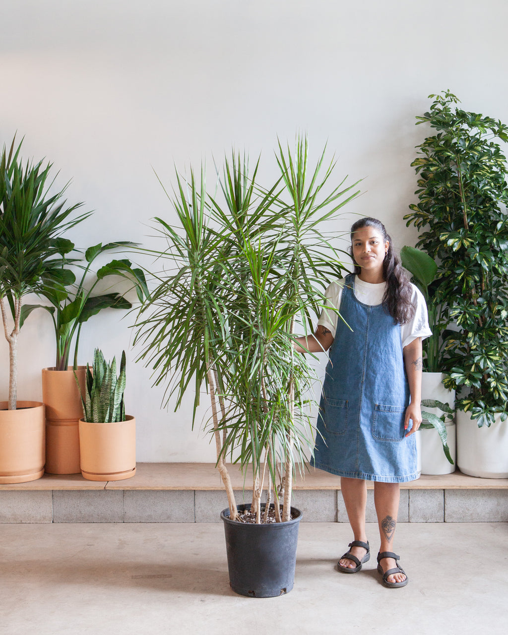 Staggered Dragon Tree: Dracaena marginata - 14 inch pot - 5.5-6 foot tall