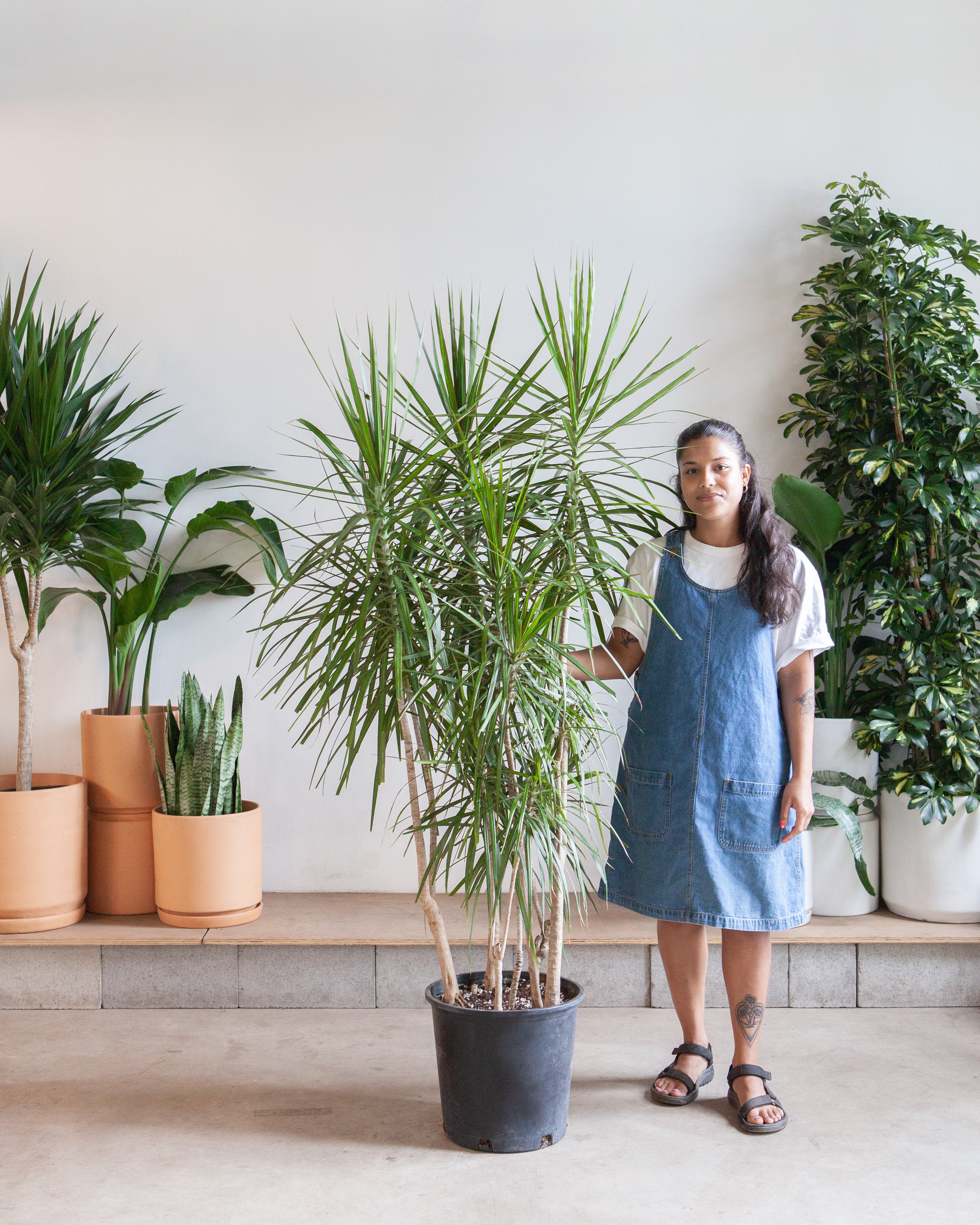 Staggered Dragon Tree: Dracaena marginata - 14 inch pot - 5.5-6 foot tall