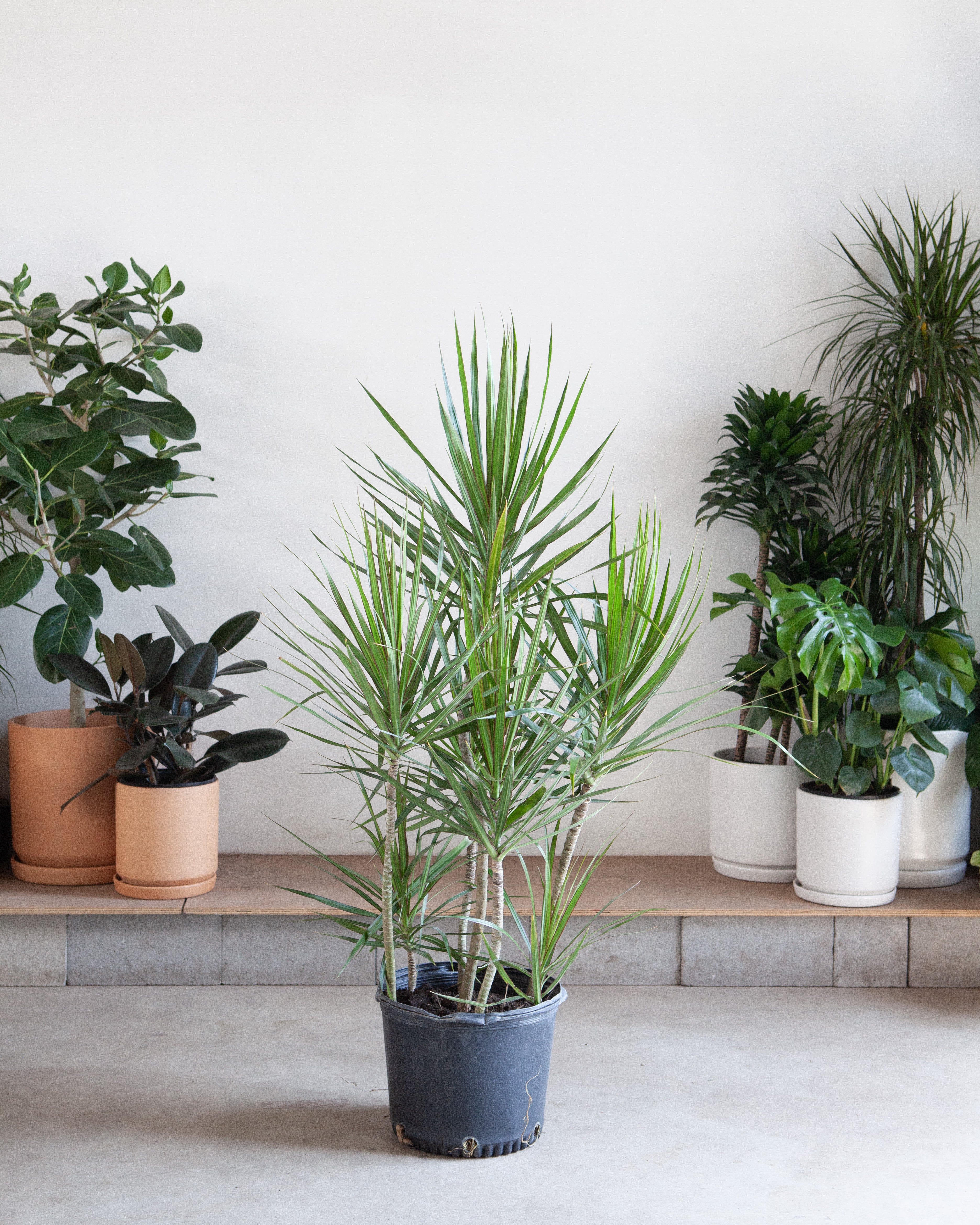 Staggered Dragon Tree: Dracaena marginata - 14 inch pot - 5.5-6 foot tall