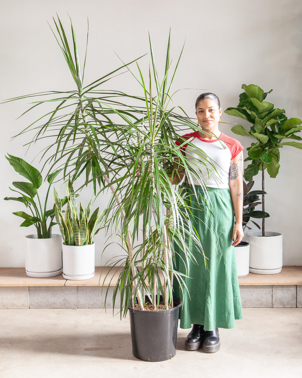 Staggered Dragon Tree: Dracaena marginata - 14 inch pot - 5.5-6 foot tall