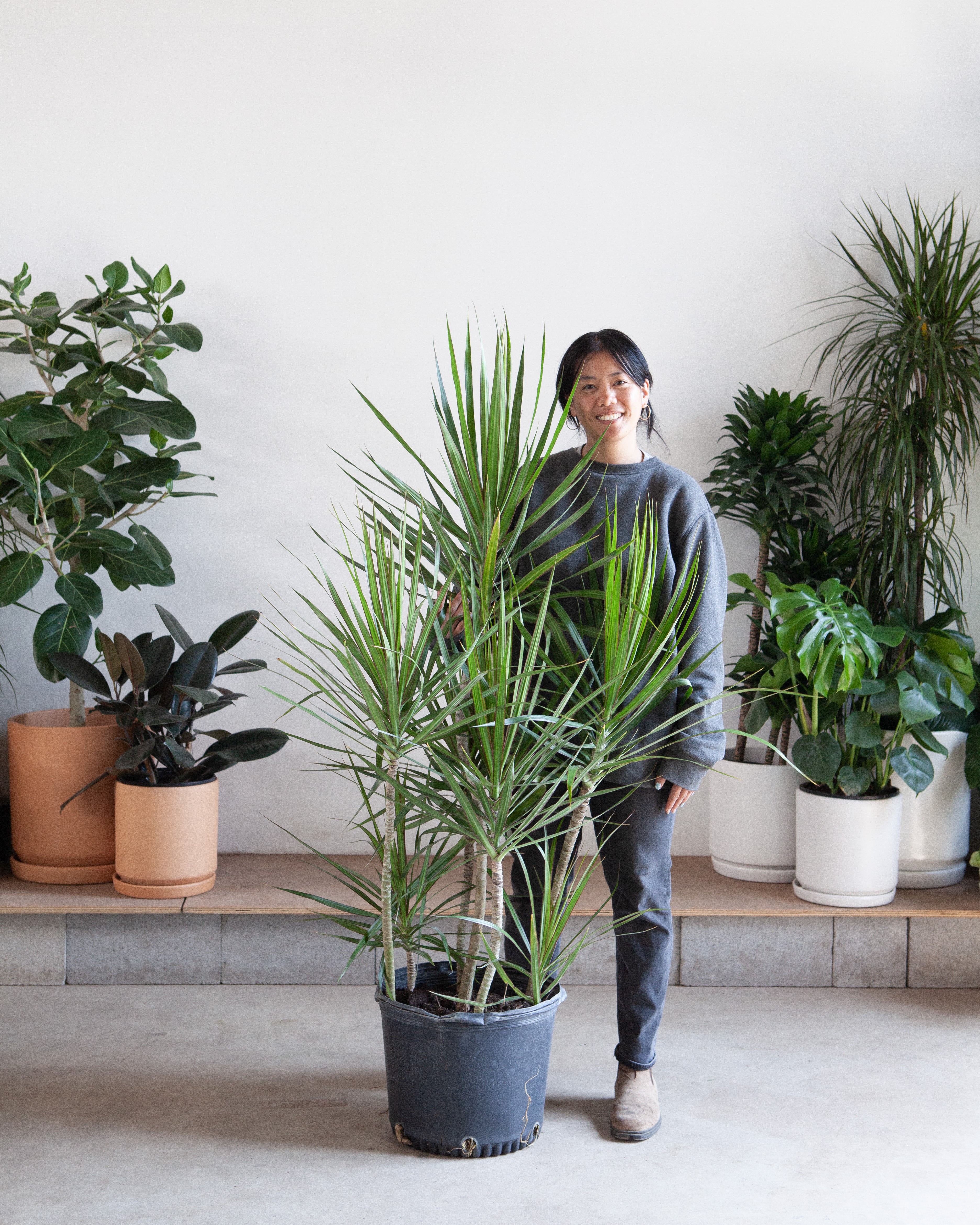 dracaena potted Staggered Dragon Tree: Dracaena marginata - 14 inch pot