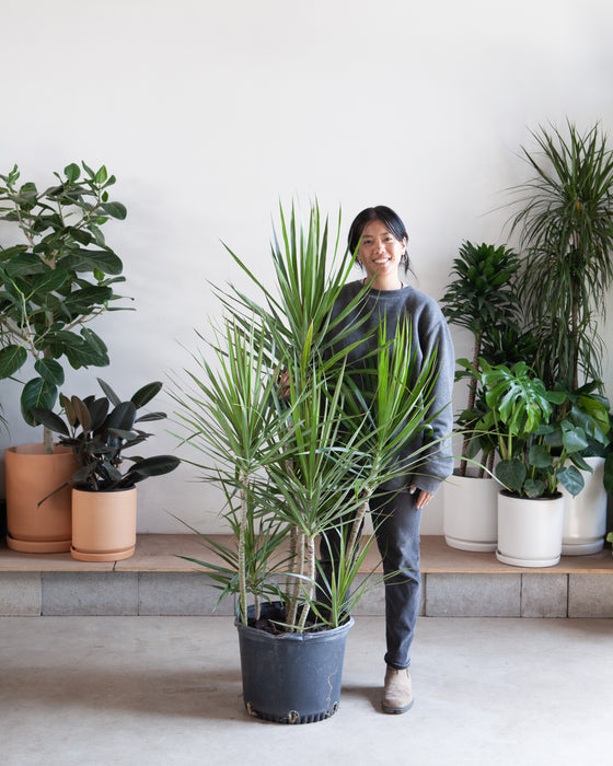 DRACAENA MARGINATA STAGGERED 14 INCH. (~5-6' tall)