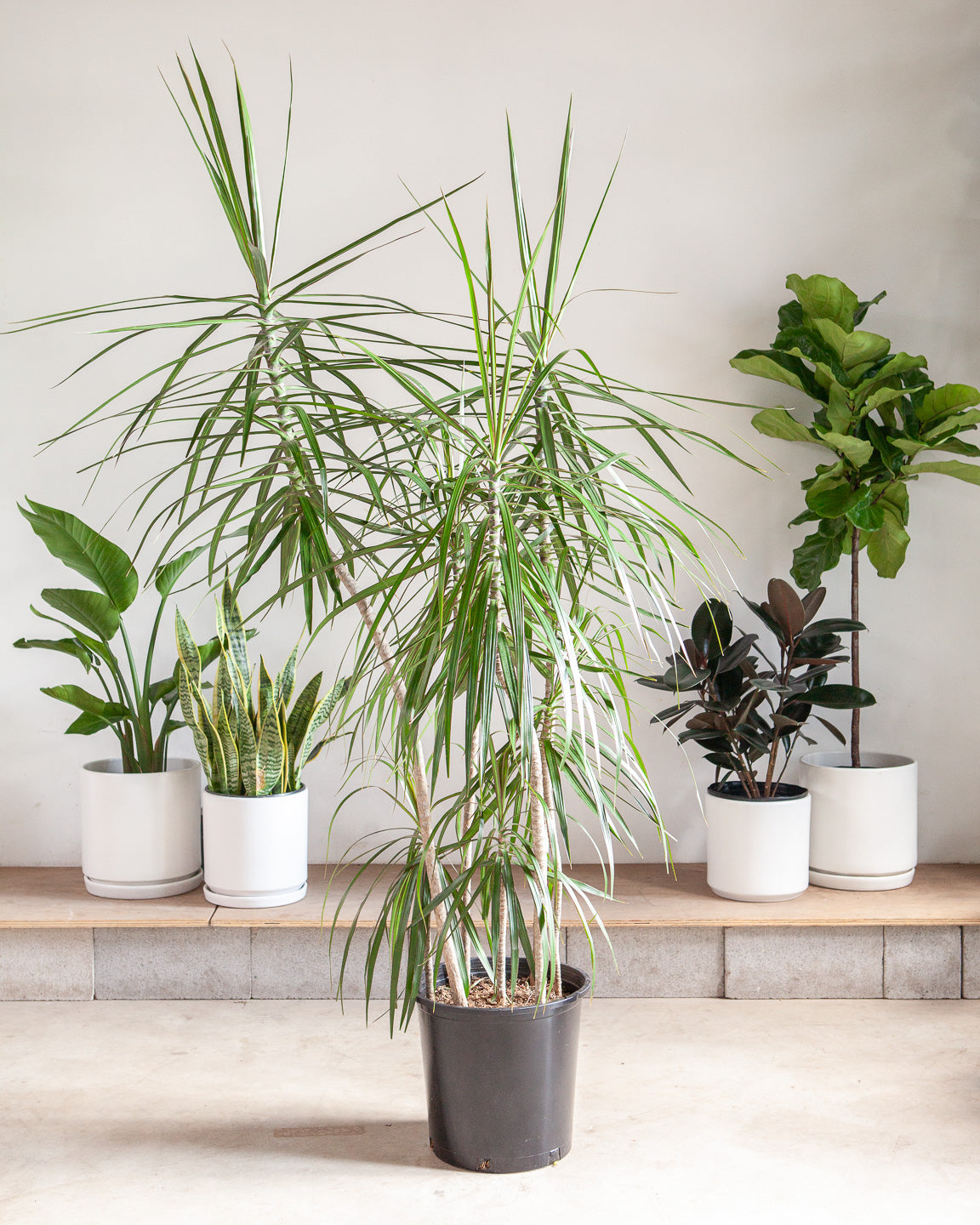 Staggered Dragon Tree: Dracaena marginata - 14 inch pot - 5.5-6 foot tall