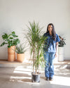 DRACAENA MARGINATA CUTBACK 10" Grower Pot (4-5' tall)