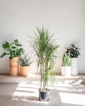 Cutback Staggered Dragon Tree: Dracaena marginata - 10 inch pot - 5 foot tall